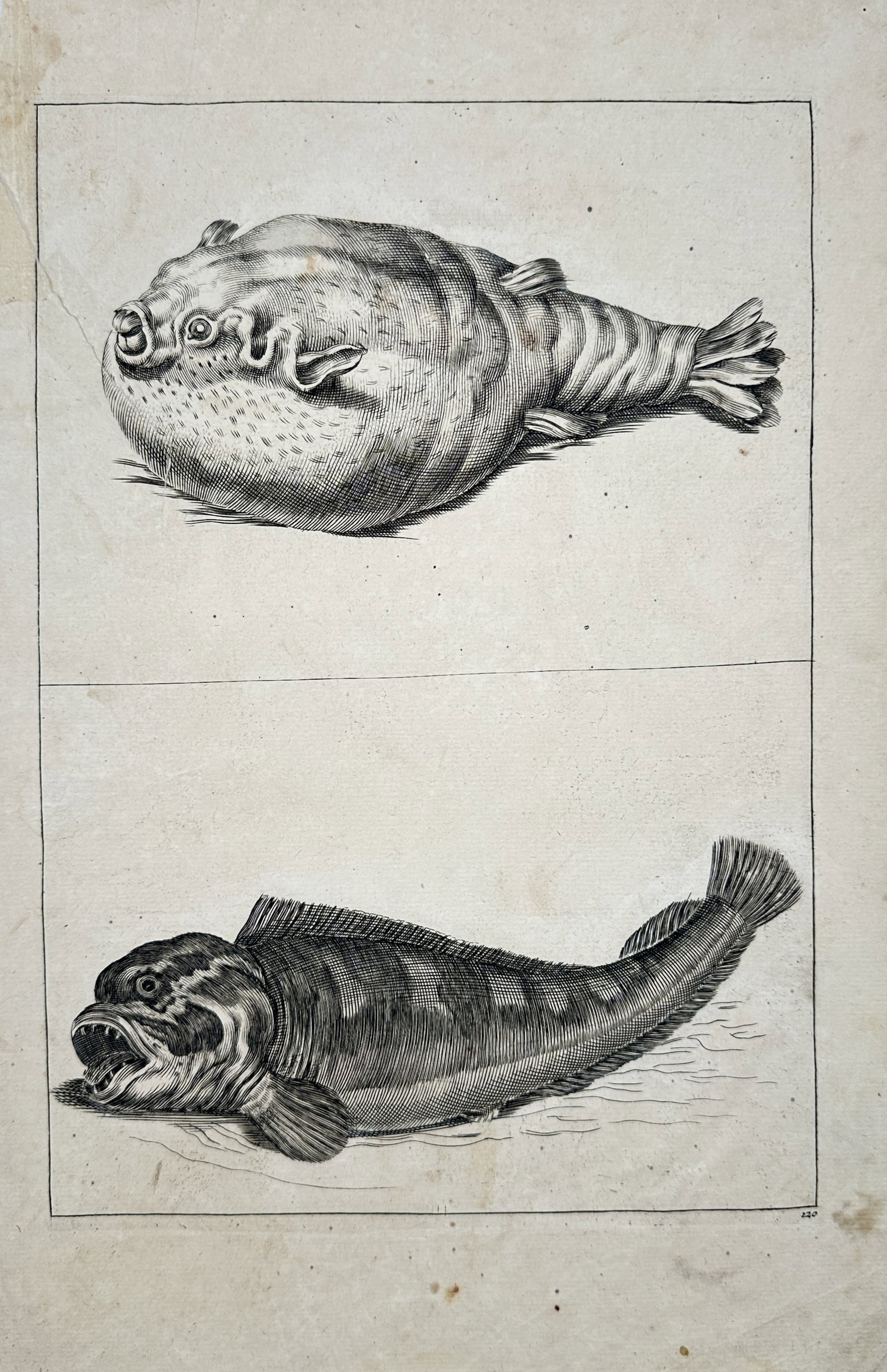 Frederick de Wit – Zoological Study of Pufferfish and Marine Fish – Engraving (17th Century) (1 of 2)