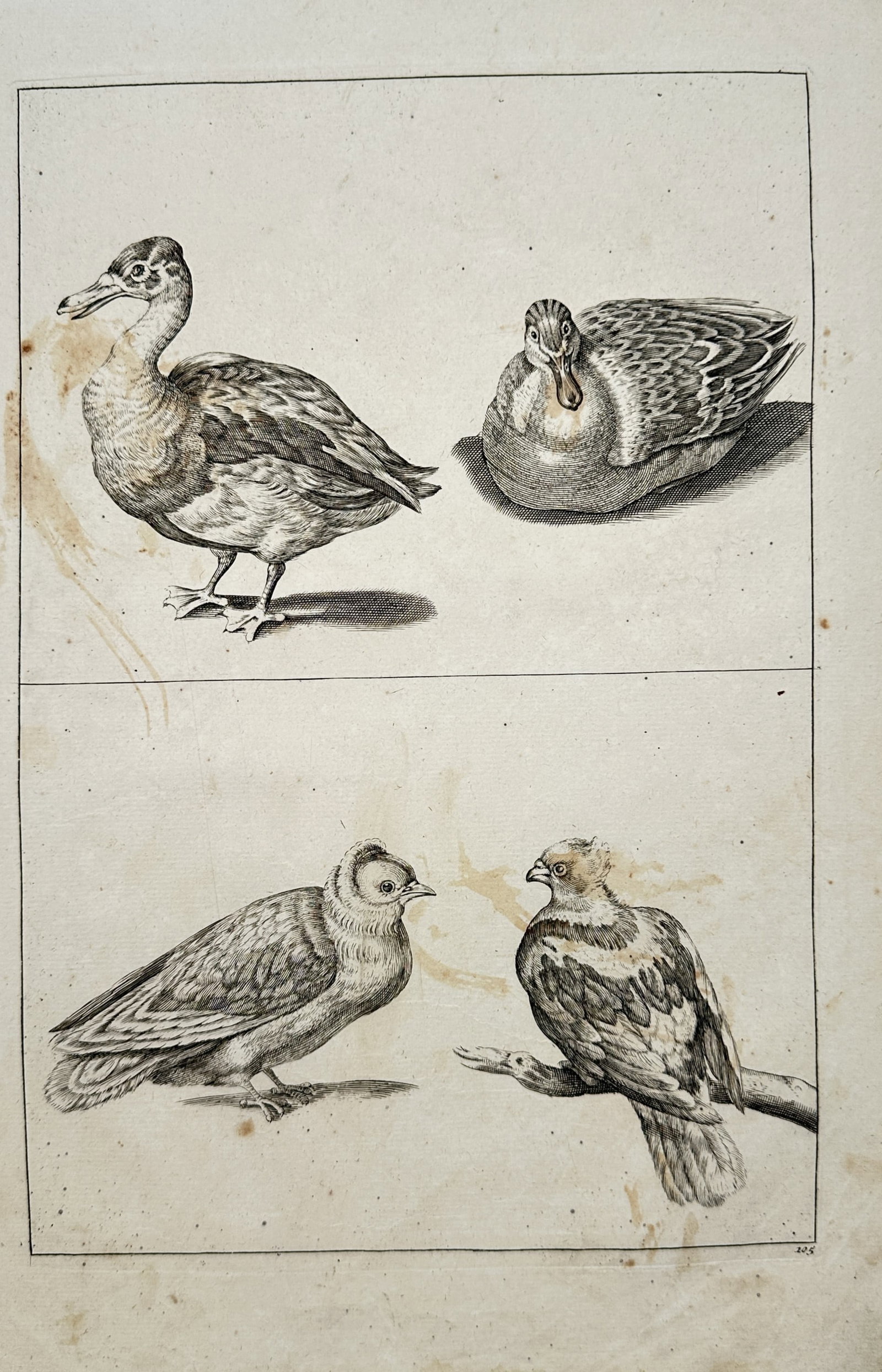 Frederick de Wit – Zoological Study of Ducks and Pigeons – Engraving (17th Century): "Ducks and Pigeons" presents a seventeenth-century zoological study depicting waterfowl and roosting birds, illustrating their plumage patterns, beak structures, and resting postures. Executed as an e