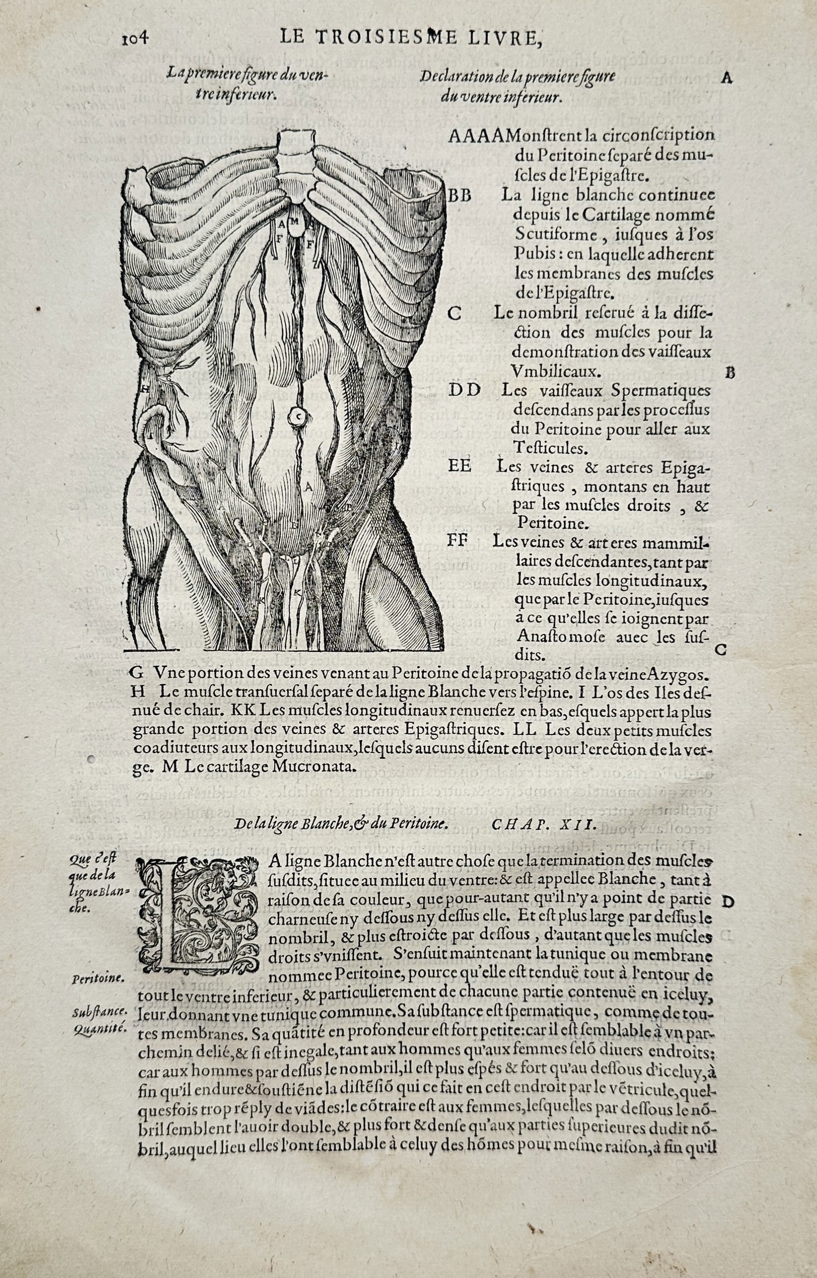 Ambroise Paré – Anatomical Study of the Lower Abdomen and Peritoneum – Woodcut (16th Century): "First Figure of the Lower Abdomen" presents a sixteenth-century anatomical study depicting the human torso and abdominal musculature, illustrating the peritoneum, blood vessels, and internal structur