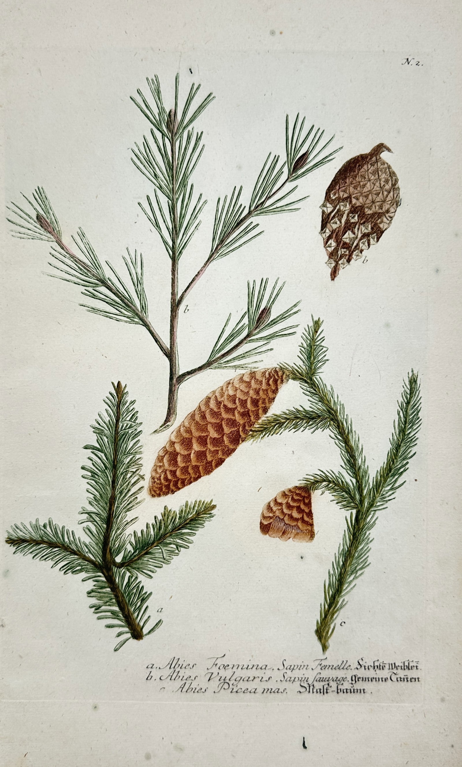Johann Wilhelm Weinmann – Botanical Study of Silver Fir and Spruce Cones – Mezzotint: "Abies Foemina, Abies Vulgaris, Abies Picea Mas" presents an eighteenth-century botanical study depicting branches and seed cones of coniferous trees including silver fir and Norway spruce, illustrati