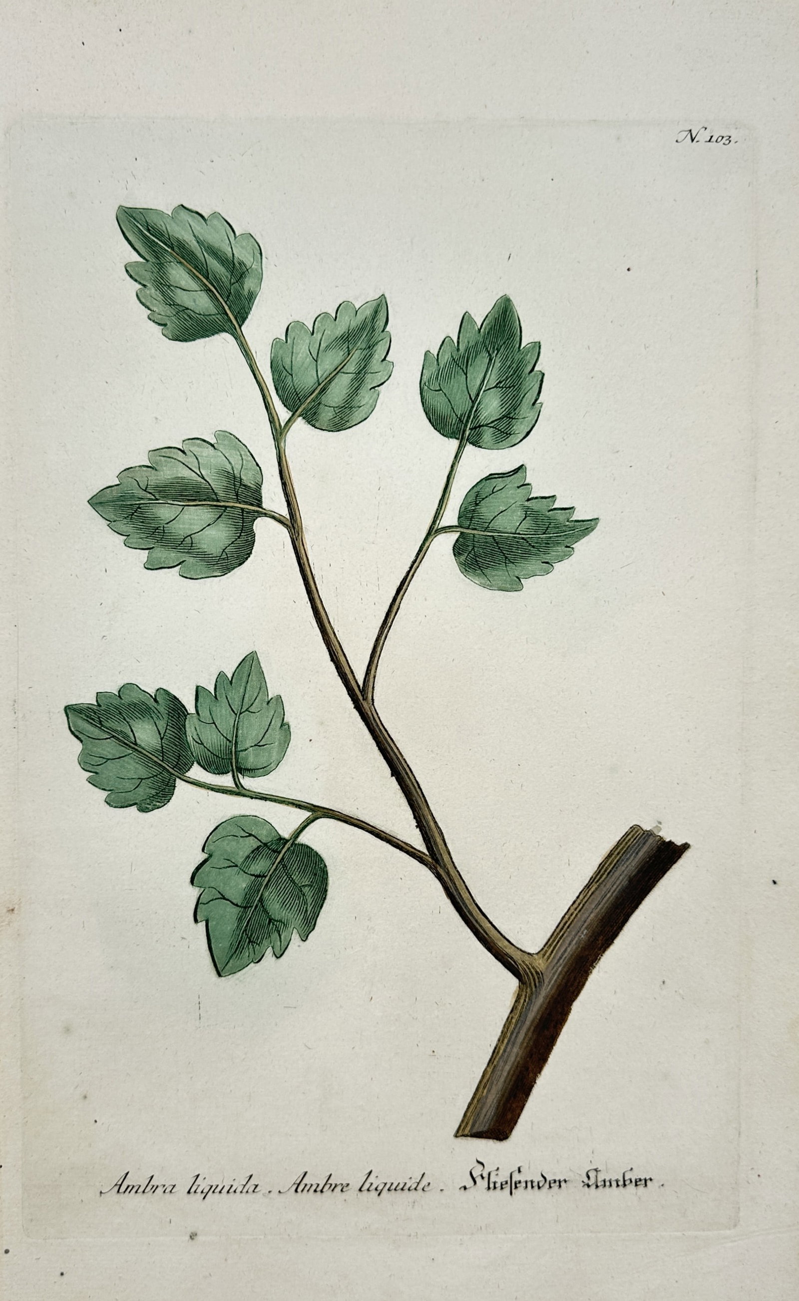 Johann Wilhelm Weinmann – Botanical Study of Sweetgum – Mezzotint and engraving (18th Century): "Ambra Liquida" presents an eighteenth-century botanical study depicting a leafy branch of the sweetgum tree, illustrating its lobed foliage and woody stem structure for natural history classification