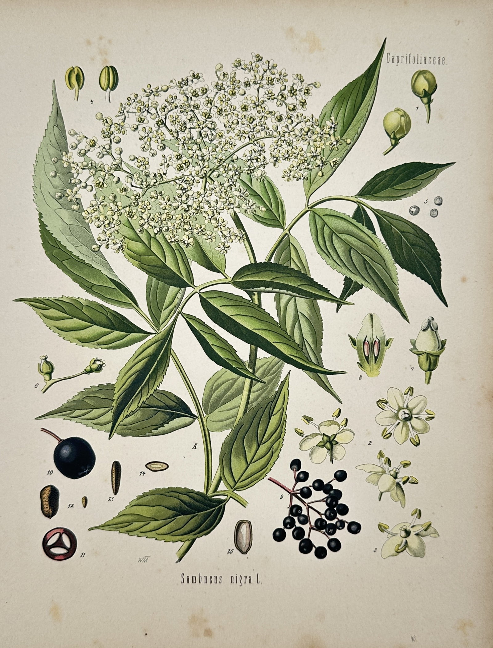 Hermann Adolph Köhler – Botanical Study of Black Elderberry – Chromolithograph (1 of 2)
