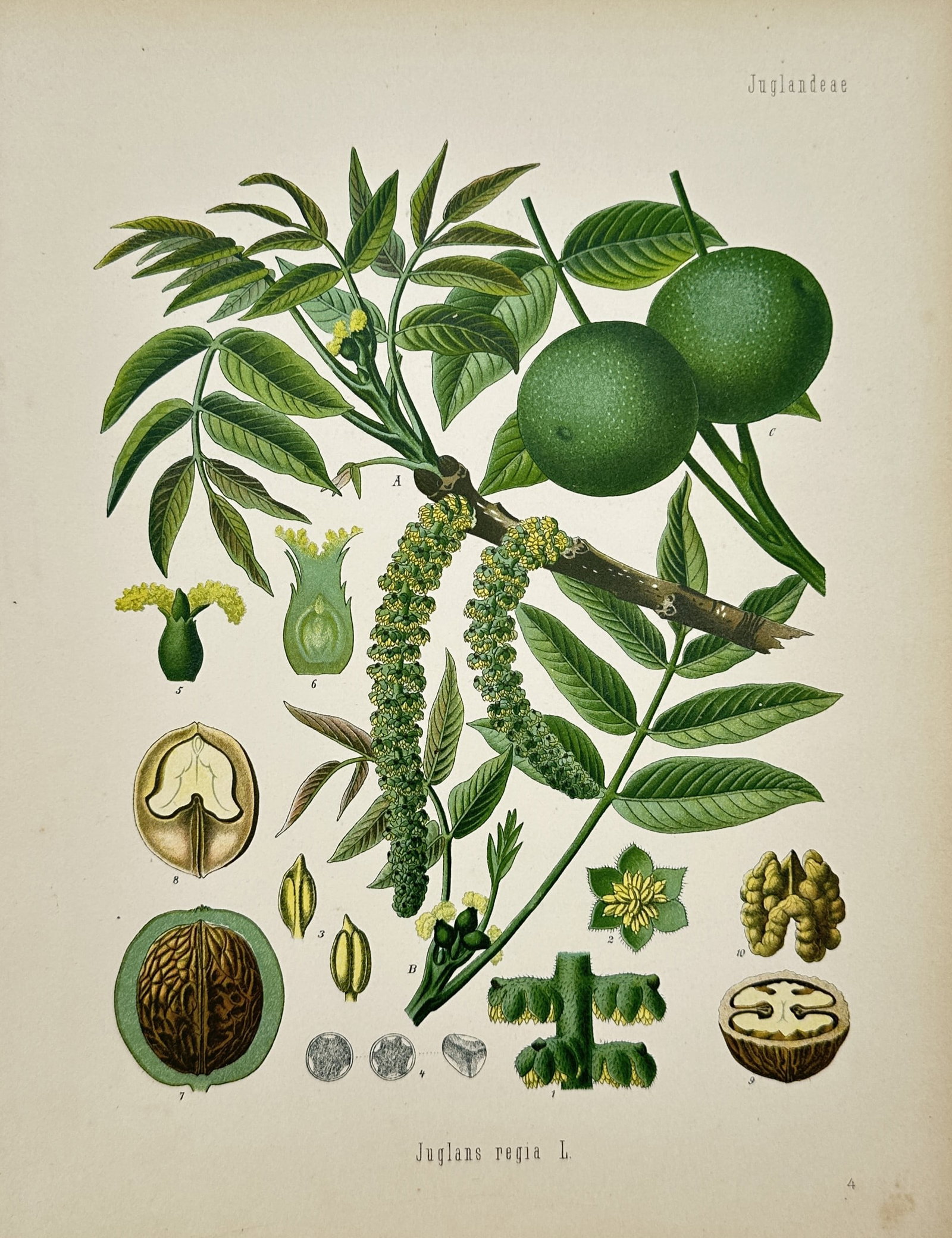 Hermann Adolph Köhler – Botanical Study of Persian Walnut – Chromolithograph (Late 19th (1 of 2)