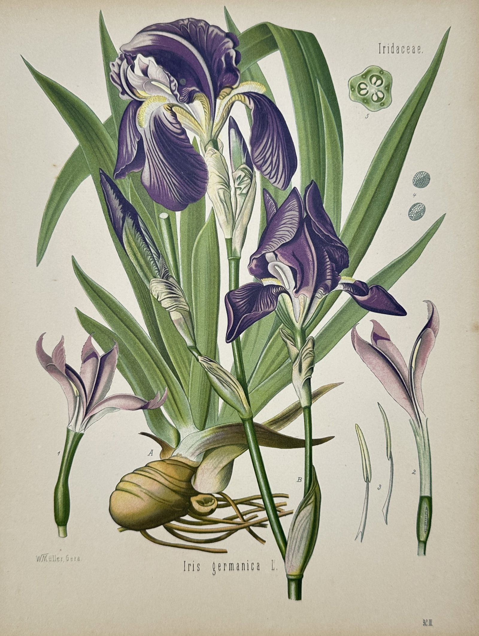 Hermann Adolph Köhler – Botanical Study of German Iris – Chromolithograph (Late 19th Century) (1 of 2)