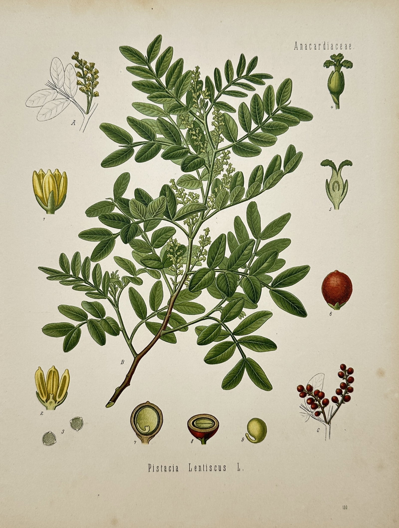 Hermann Adolph Köhler – Botanical Study of Mastic Tree – Chromolithograph (Late 19th Century) (1 of 2)