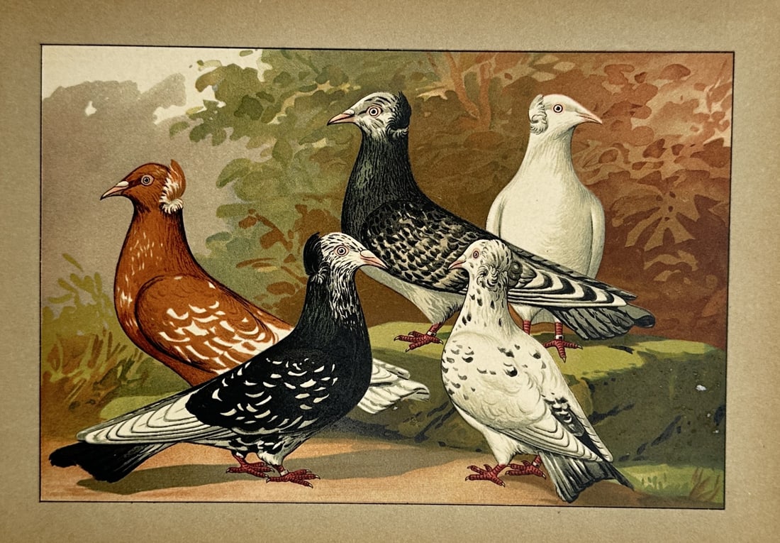Emil Schachtzabel – Ornithological Study of Fancy Pigeon Breeds – Chromolithograph (20th (1 of 2)
