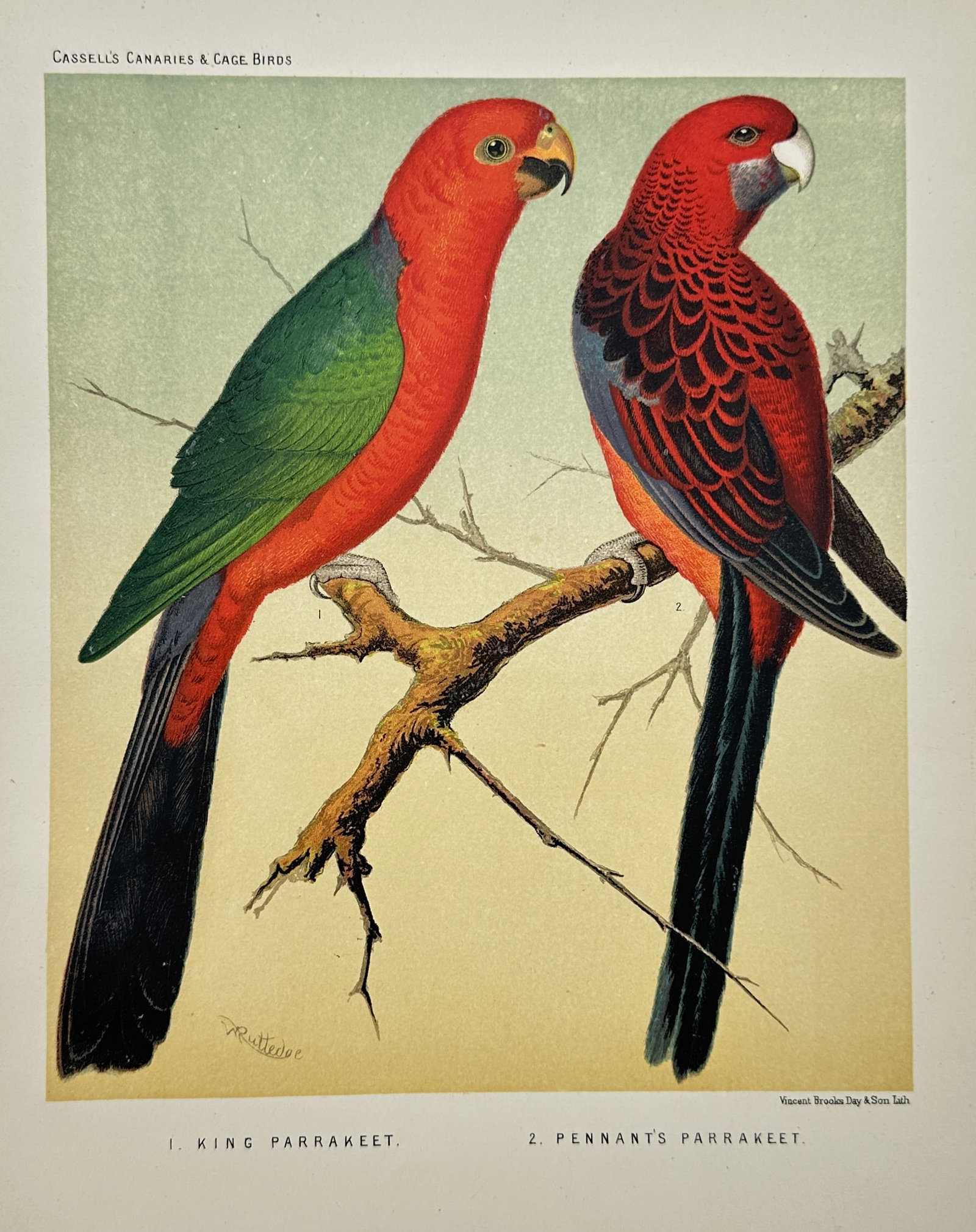 William Rutledge – Ornithological Study of King Parrakeet and Pennant's Parrakeet (1 of 2)