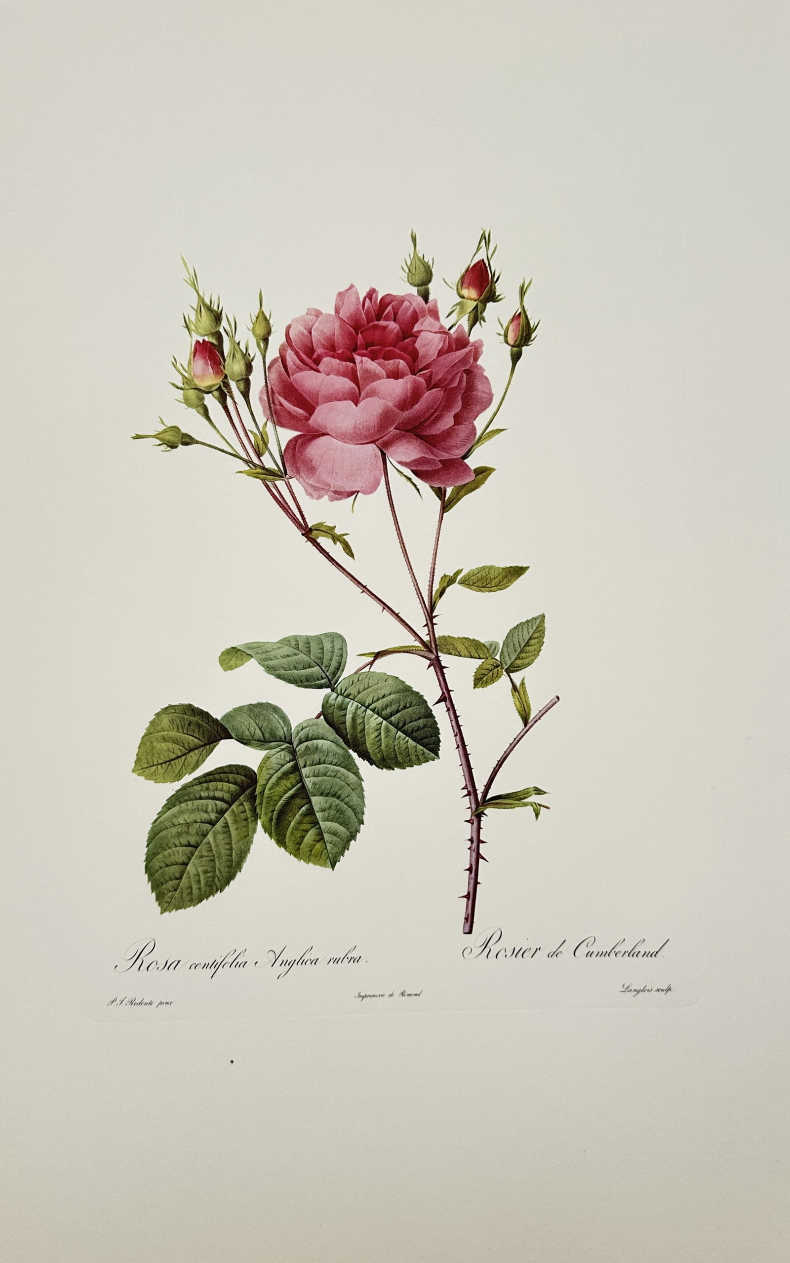 Pierre-Joseph Redouté,after – Botanical Study of Rosa Centifolia Anglica Rubra – Offset Print (1 of 2)