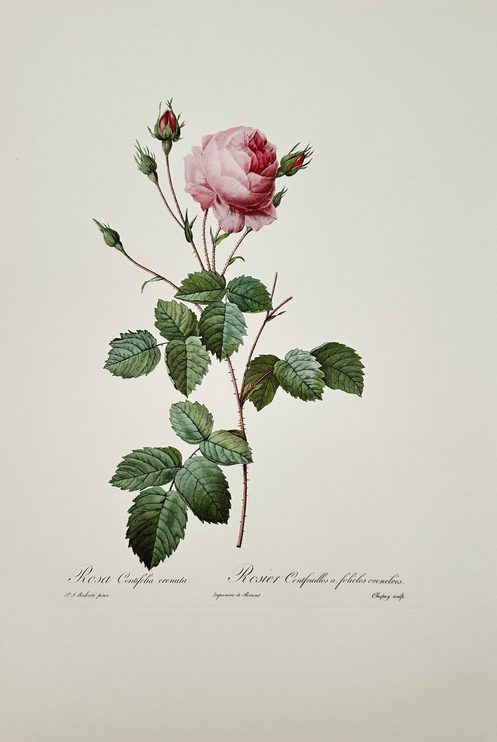 Pierre-Joseph Redouté,after – Botanical Study of Rosa Centifolia Crenata – Offset Print: "Rosa Centifolia Crenata" presents a twentieth-century botanical study depicting a soft pink cabbage rose in full bloom accompanied by several slender flower buds, scalloped foliage, and a thorny stem