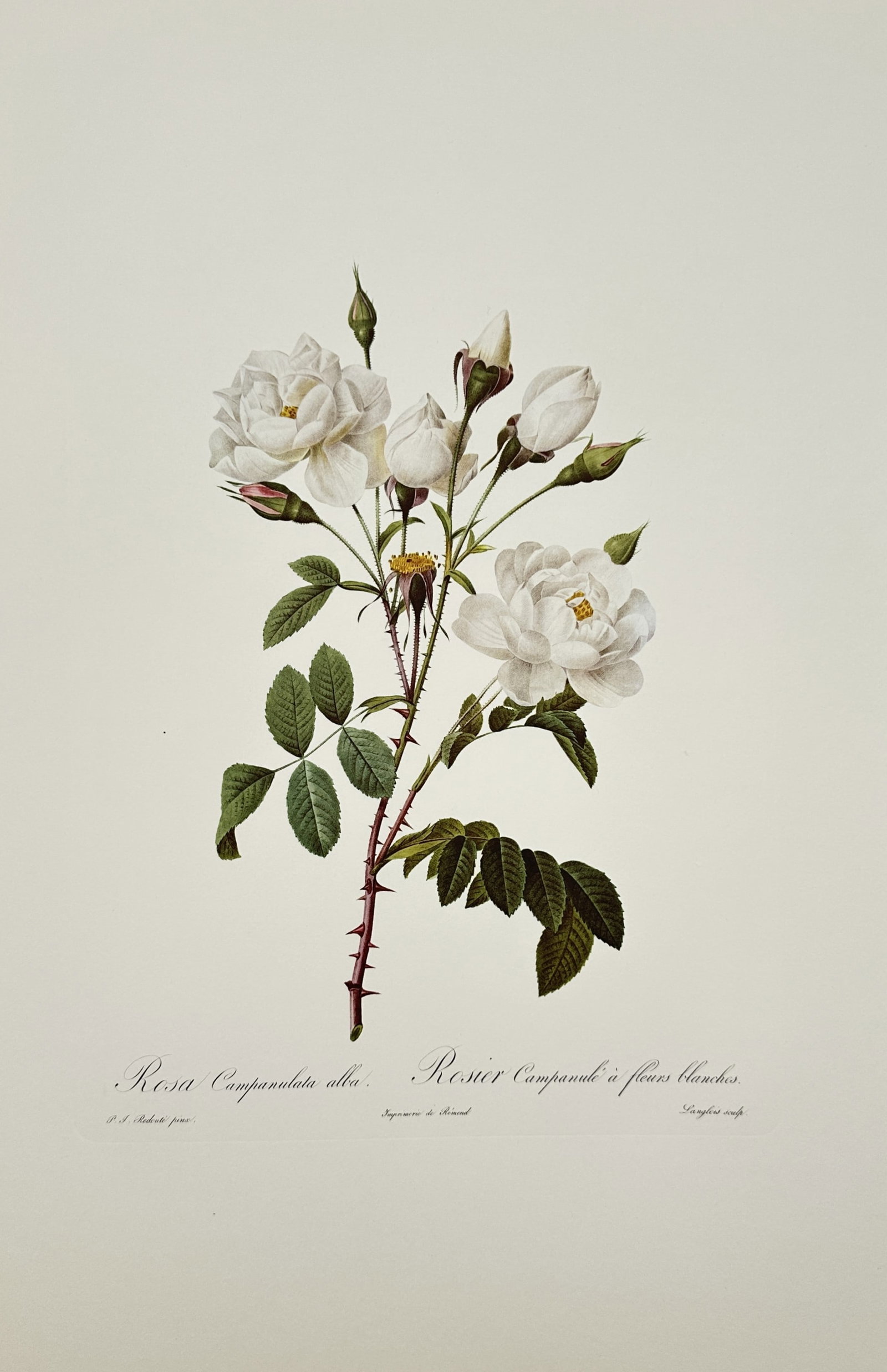 Pierre-Joseph Redouté,after – Botanical Study of Rosa Campanulata Alba – Offset Print (1 of 2)