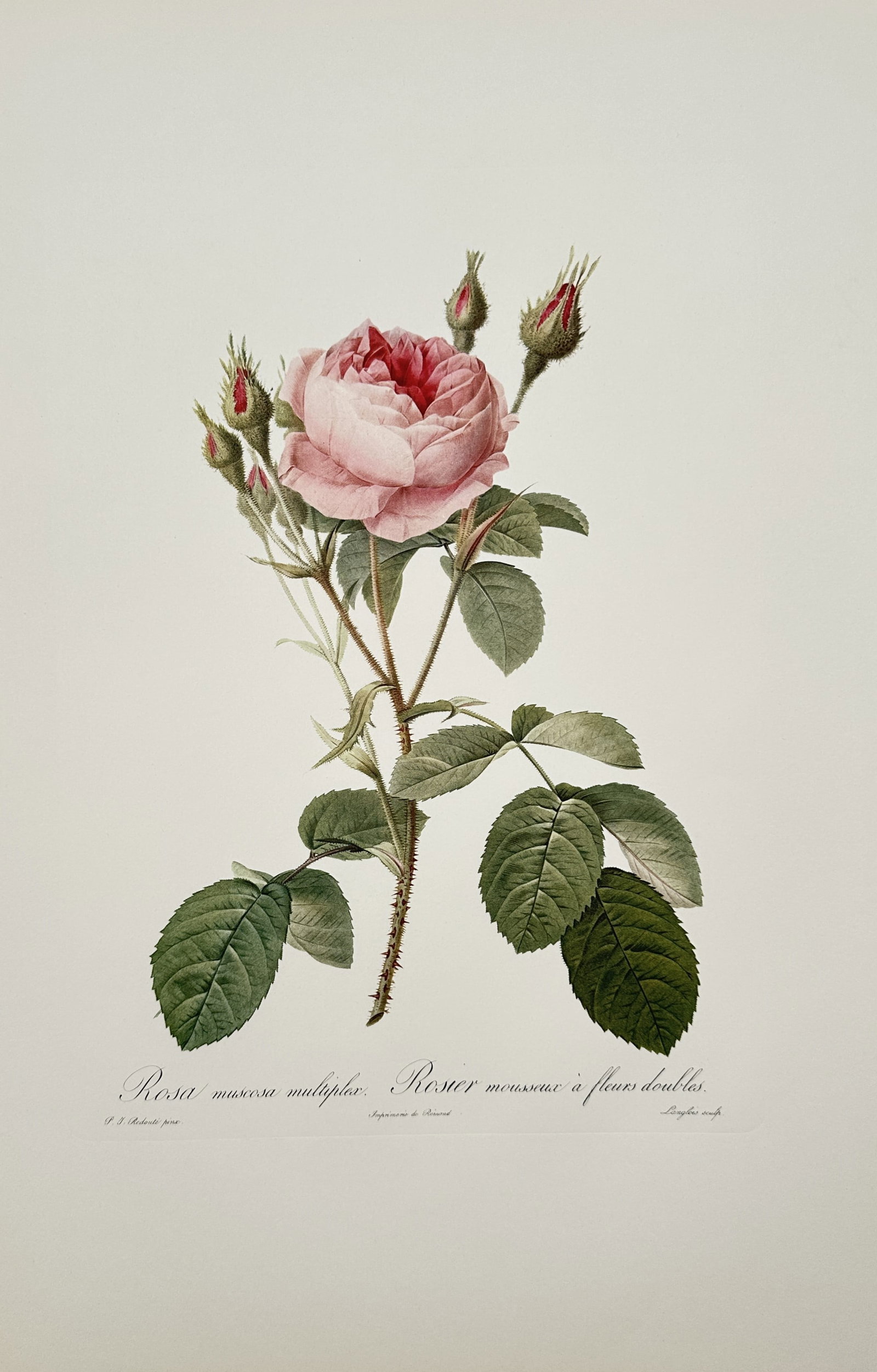 Pierre-Joseph Redouté,after – Botanical Study of Rosa Muscosa Multiplex – Offset Print (1 of 2)