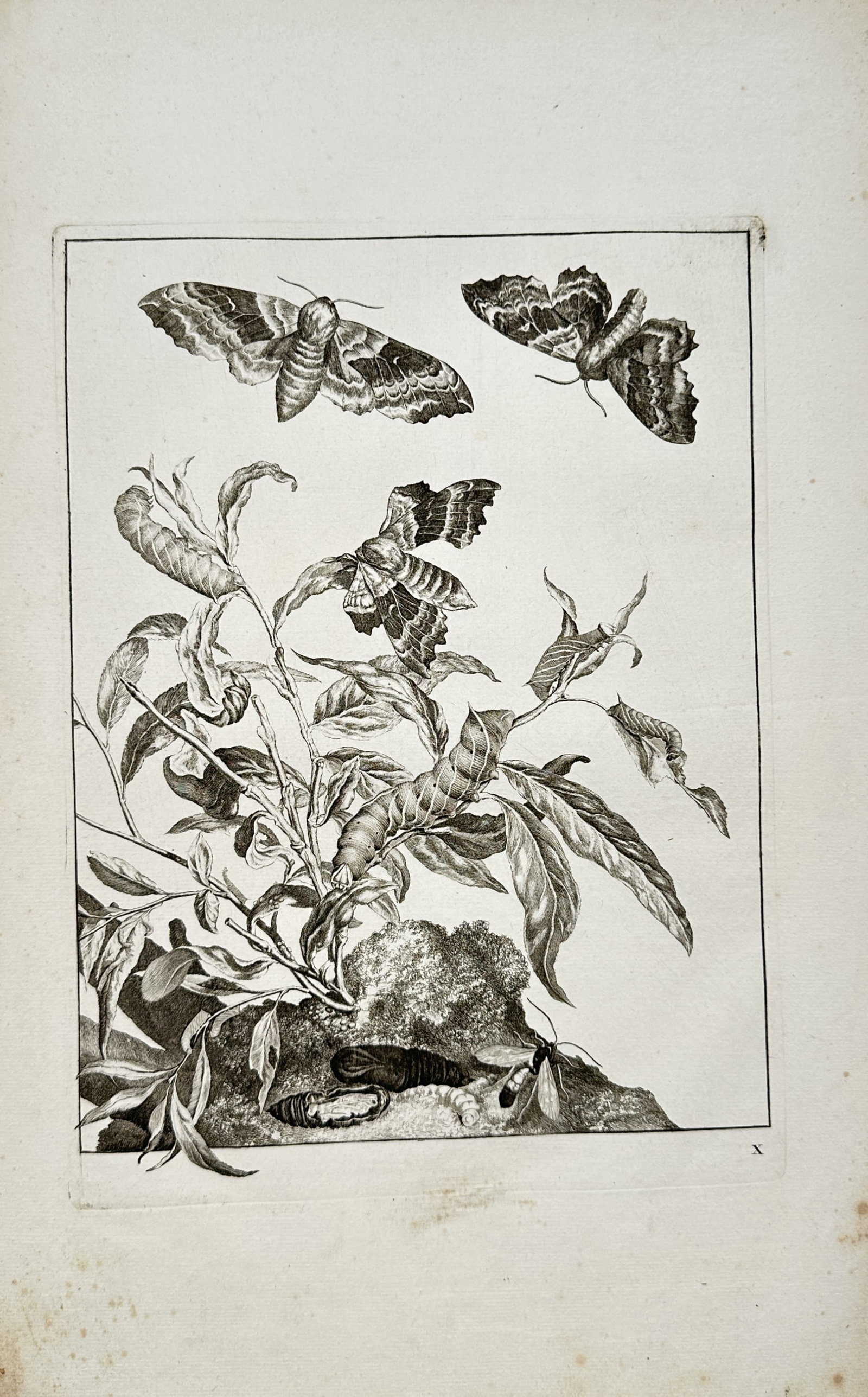 Jacob l'Admiral – Entomological Study of Moths, Caterpillars, and Metamorphosis – Engraving (1 of 2)