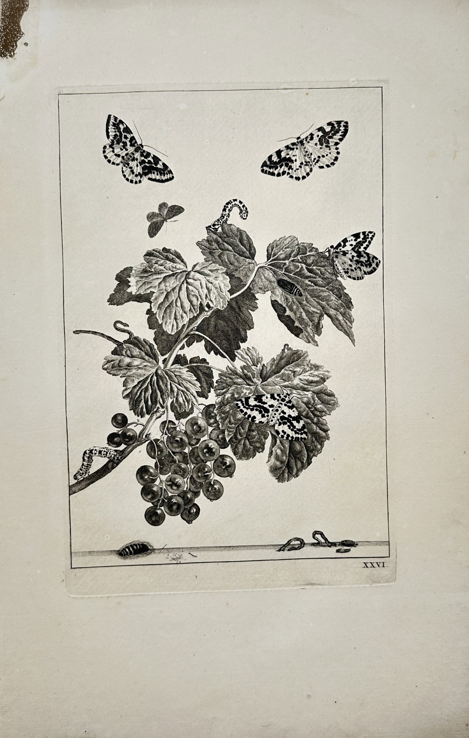 Jacob l'Admiral – Entomological Study of Magpie Moths and Currant Plant – Engraving (18th (1 of 2)