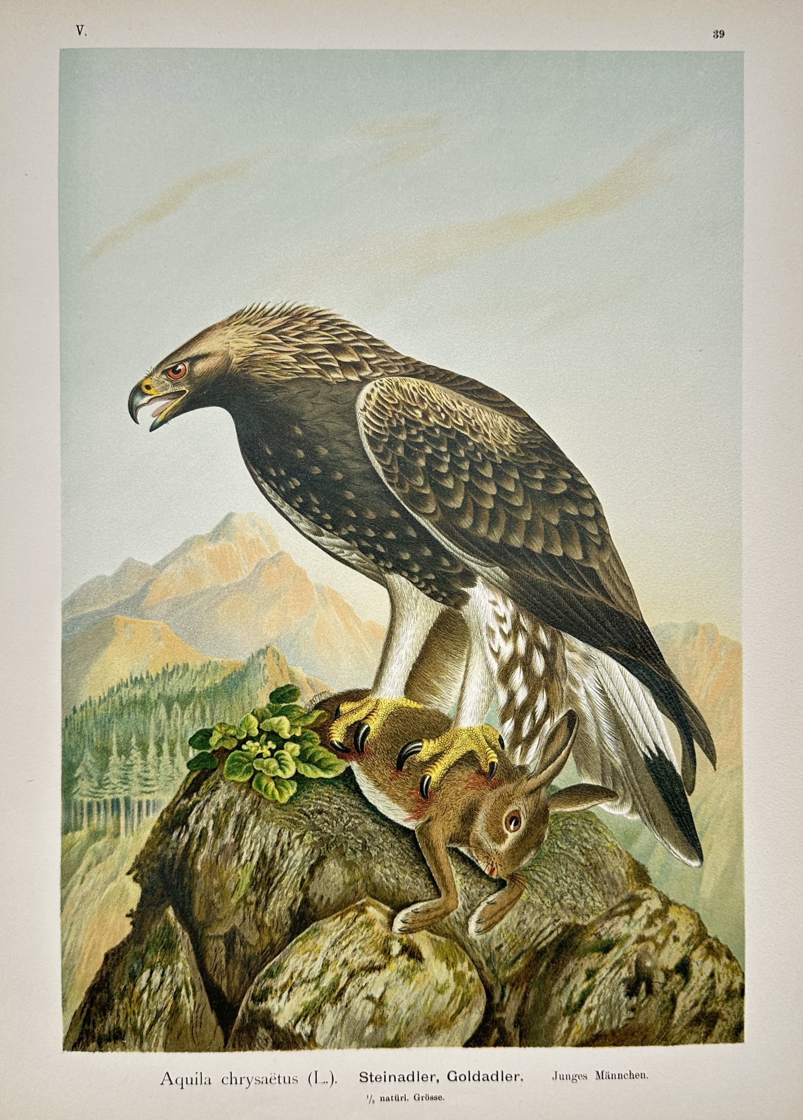Johann Friedrich Naumann – Golden Eagle – Lithograph (19th Century) (1 of 2)