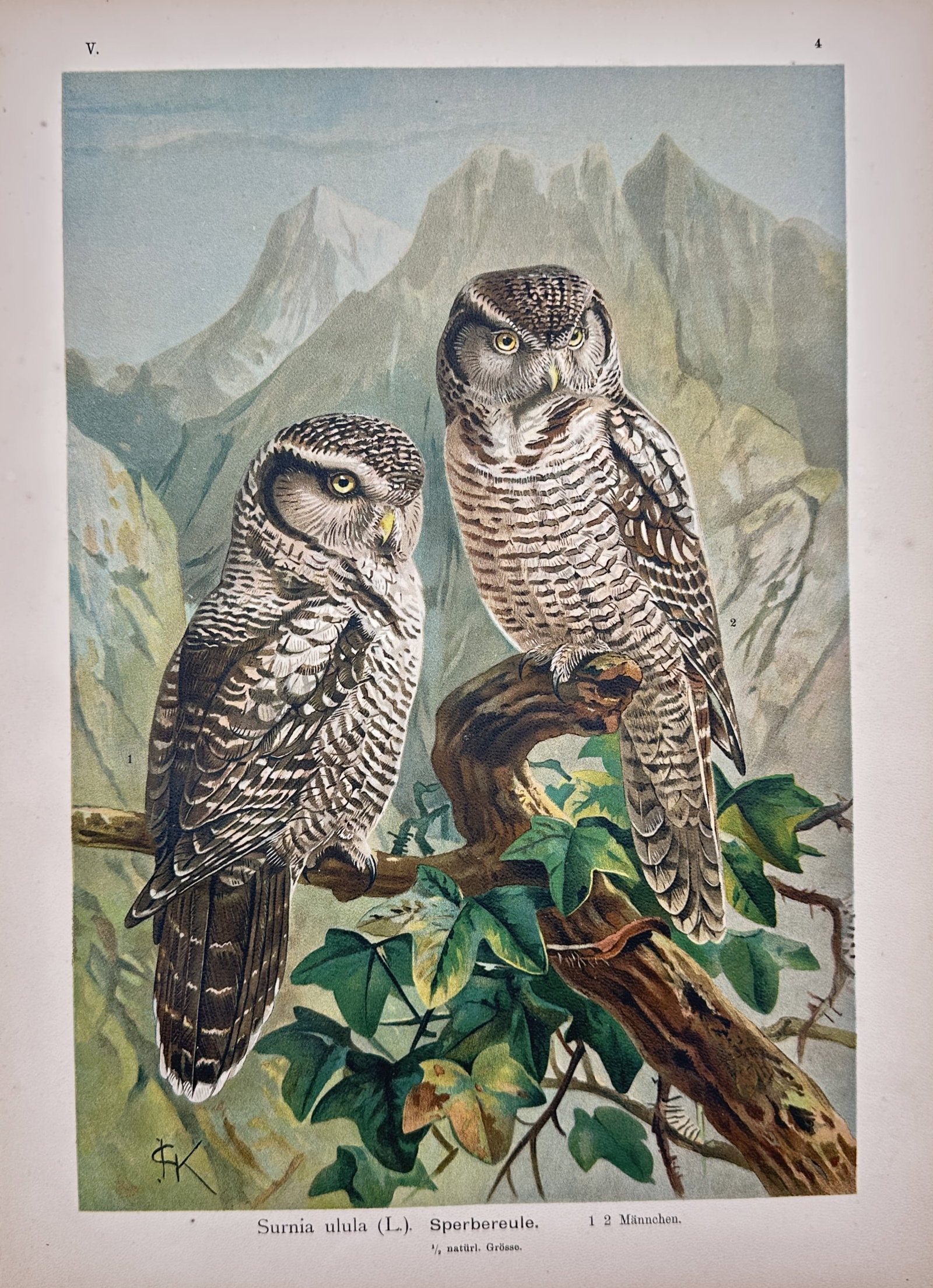 Johann Friedrich Naumann – Northern Hawk Owl – Lithograph (19th Century): "Northern Hawk Owl" depicts a pair of owls perched on a leafy branch against a rugged alpine mountain background. The natural history illustration showcases the detailed barred plumage and intense yel