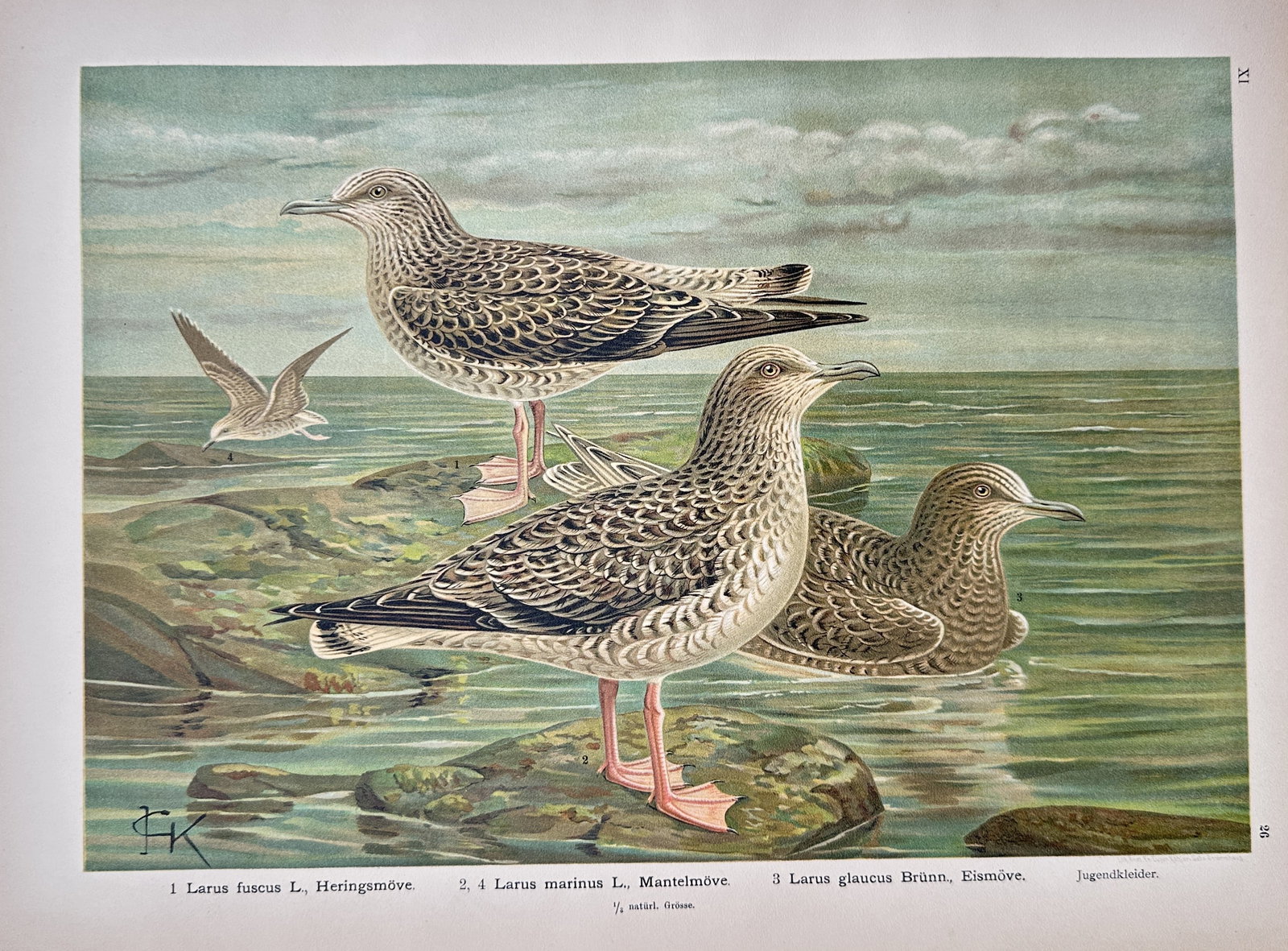Johann Friedrich Naumann – Lesser Black-backed Gull, Great Black-backed Gull – Lithograph (1 of 2)