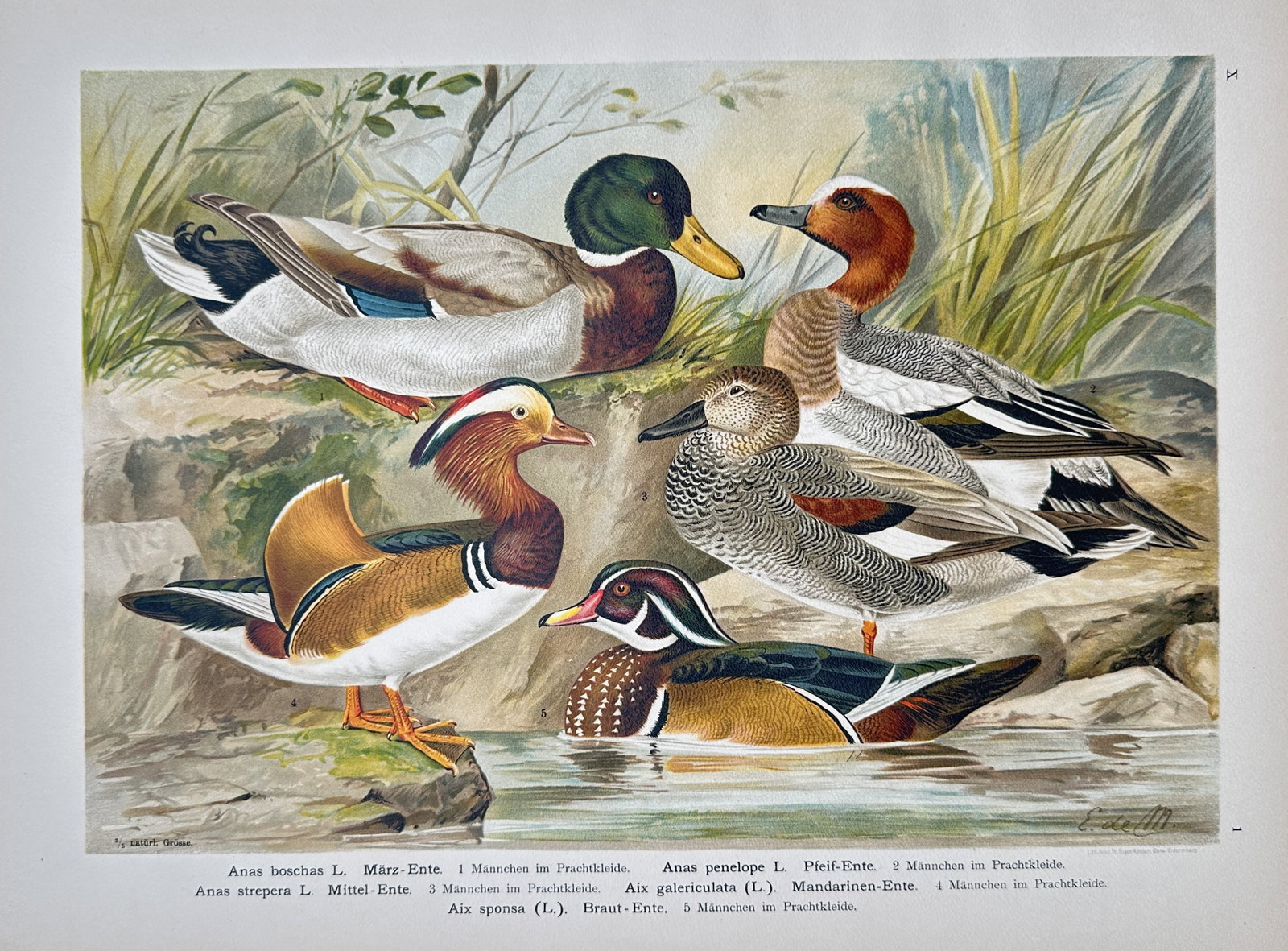 Johann Friedrich Naumann – Mallard, Eurasian Wigeon, Gadwall, Mandarin Duck – Lithograph (1 of 2)