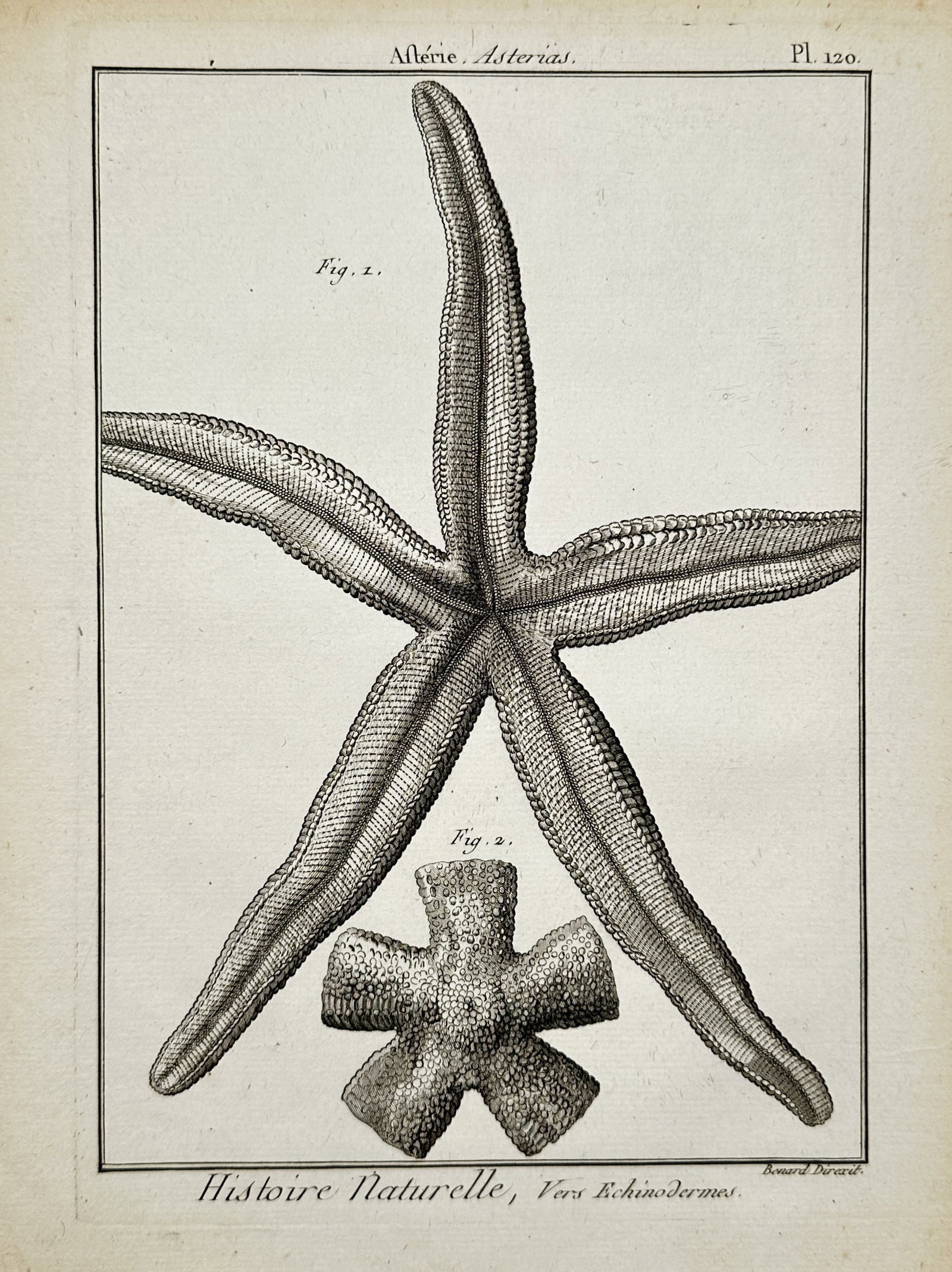 Robert Bénard – Starfish – Engraving (18th Century): "Starfish" presents a natural history study of marine echinoderm specimens. The plate originates from the monumental French publication Encyclopédie, ou Dictionnaire raisonné des sciences, des arts 