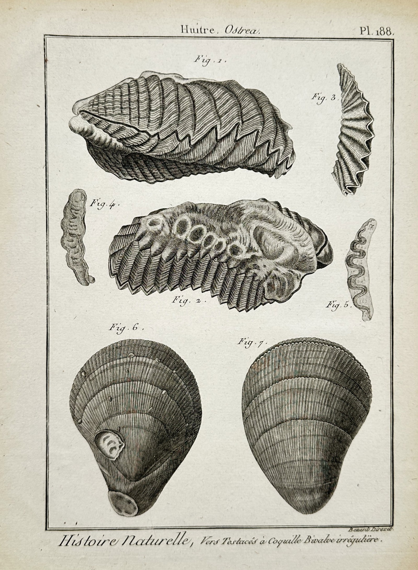 Robert Bénard – Oysters – Engraving (18th Century) (1 of 2)