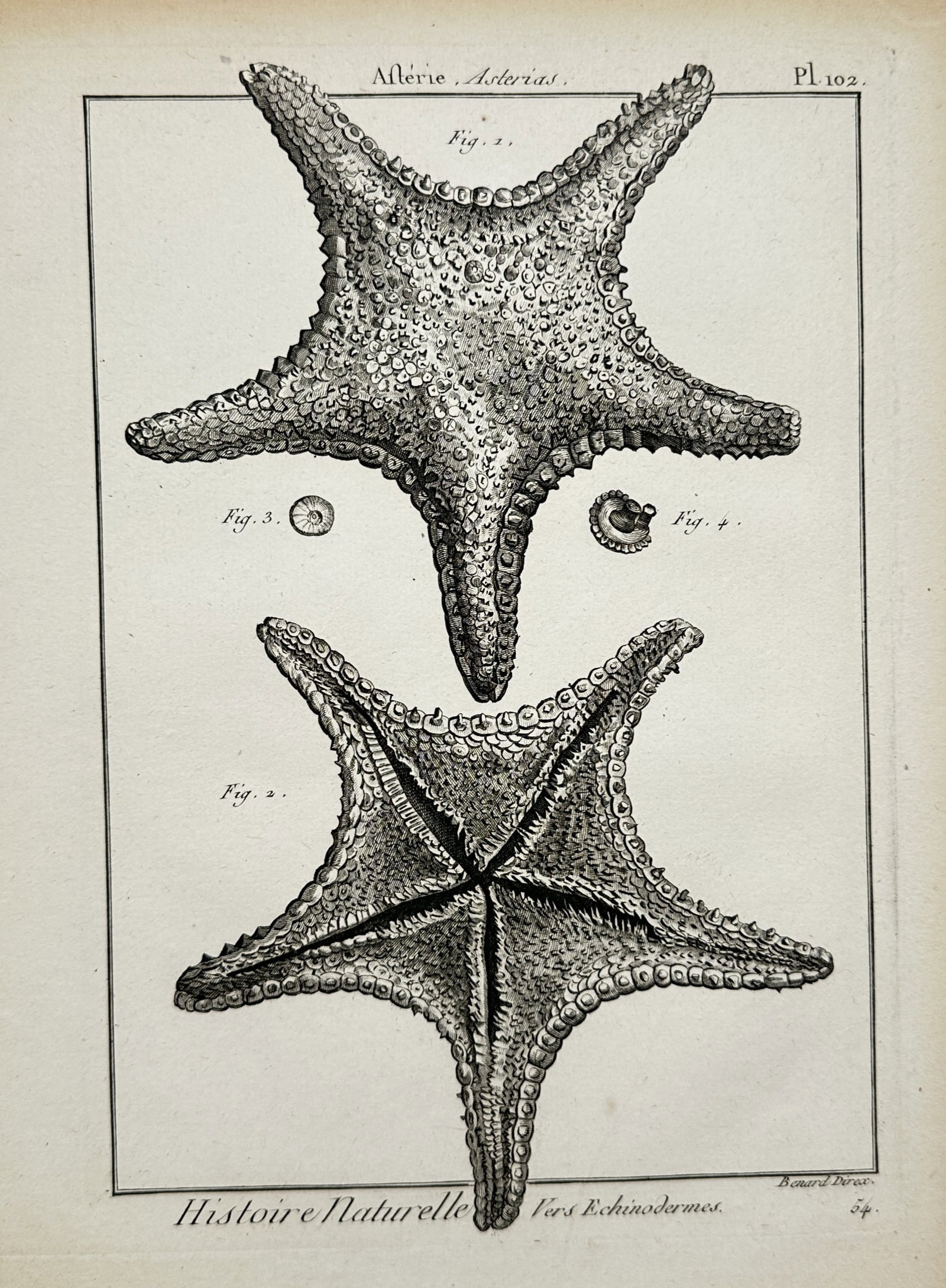 Robert Bénard – Sea Stars – Engraving (18th Century) (1 of 2)
