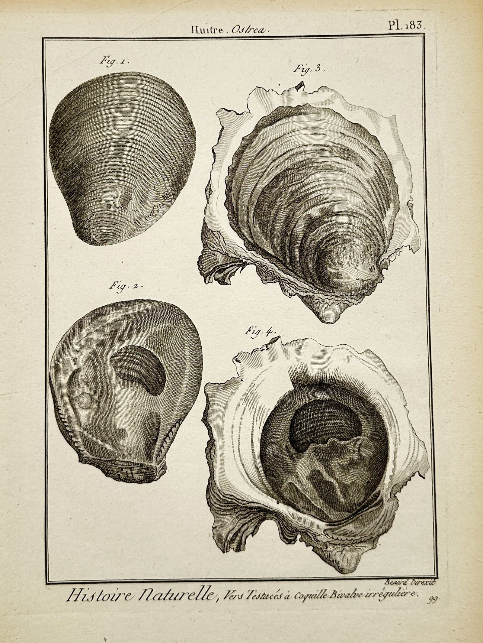 Robert Bénard – Oyster Shells – Engraving (18th Century) (1 of 2)