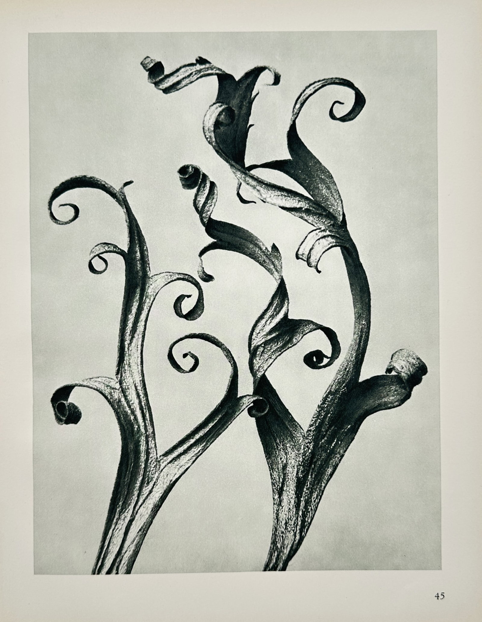 Karl Blossfeldt – Curled Tendrils of Acanthus Mollis – Photogravure (1928) (1 of 2)