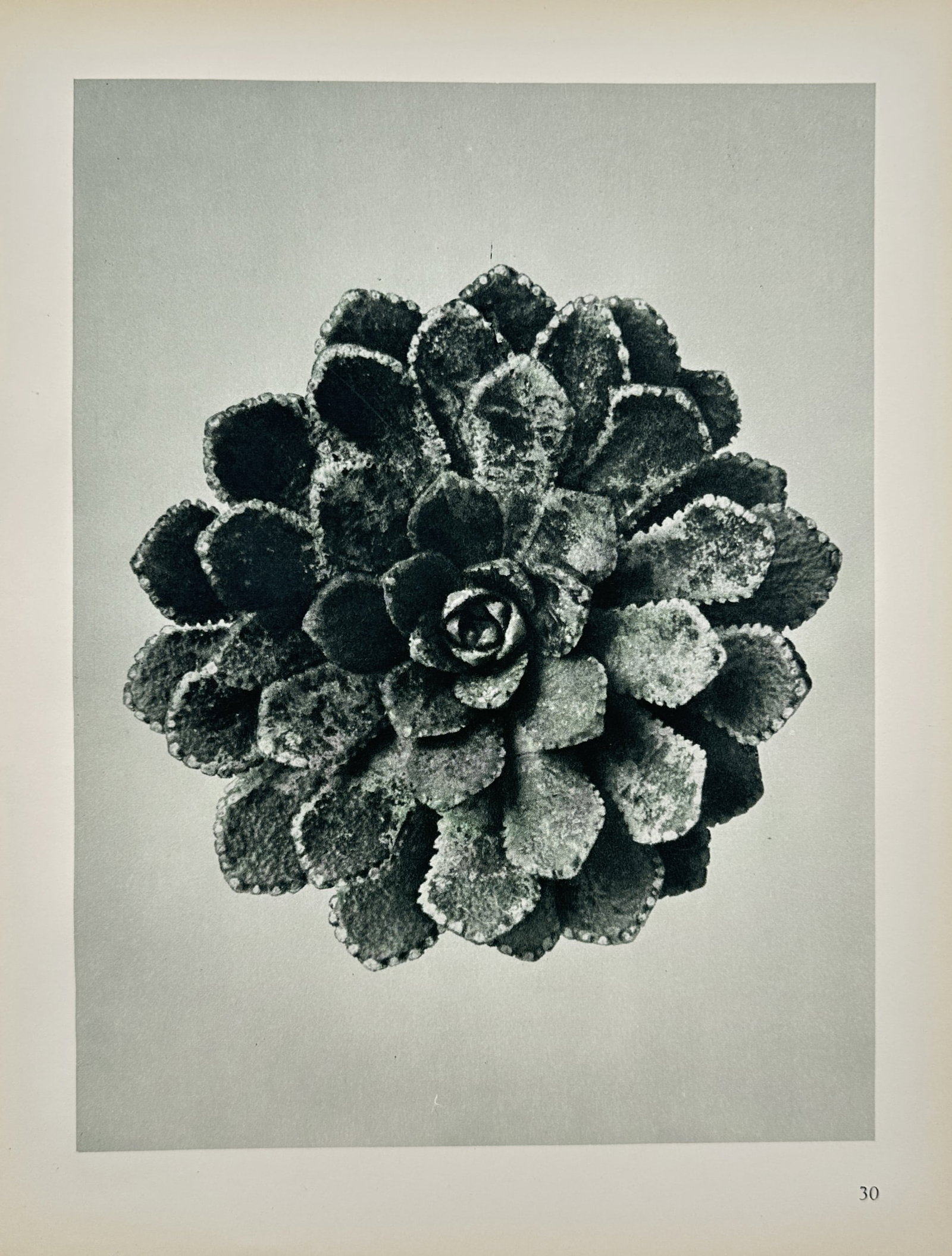 Karl Blossfeldt – Rosette of Saxifraga Aizoon – Photogravure (1928) (1 of 2)