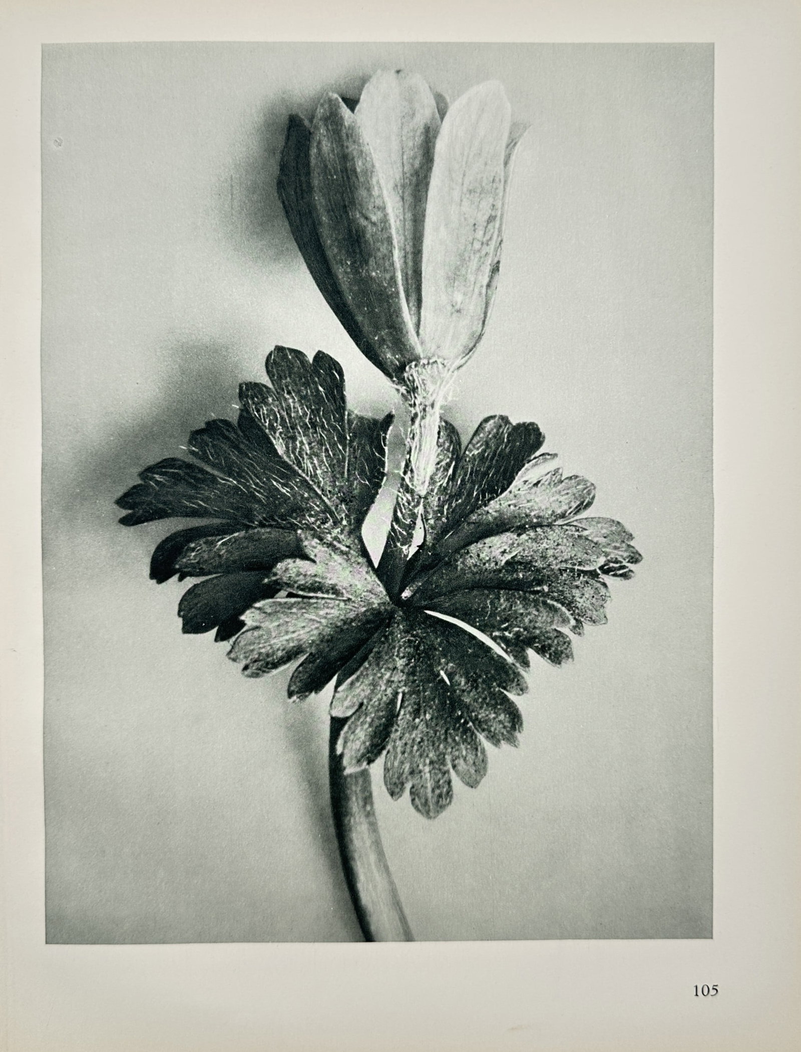 Karl Blossfeldt – Eranthis Hiemalis – Photogravure (1928): "Eranthis Hiemalis" presents a detailed botanical photographic study highlighting the sculptural form and textured leaves of a winter aconite blossom. The photogravure comes from the landmark photogra