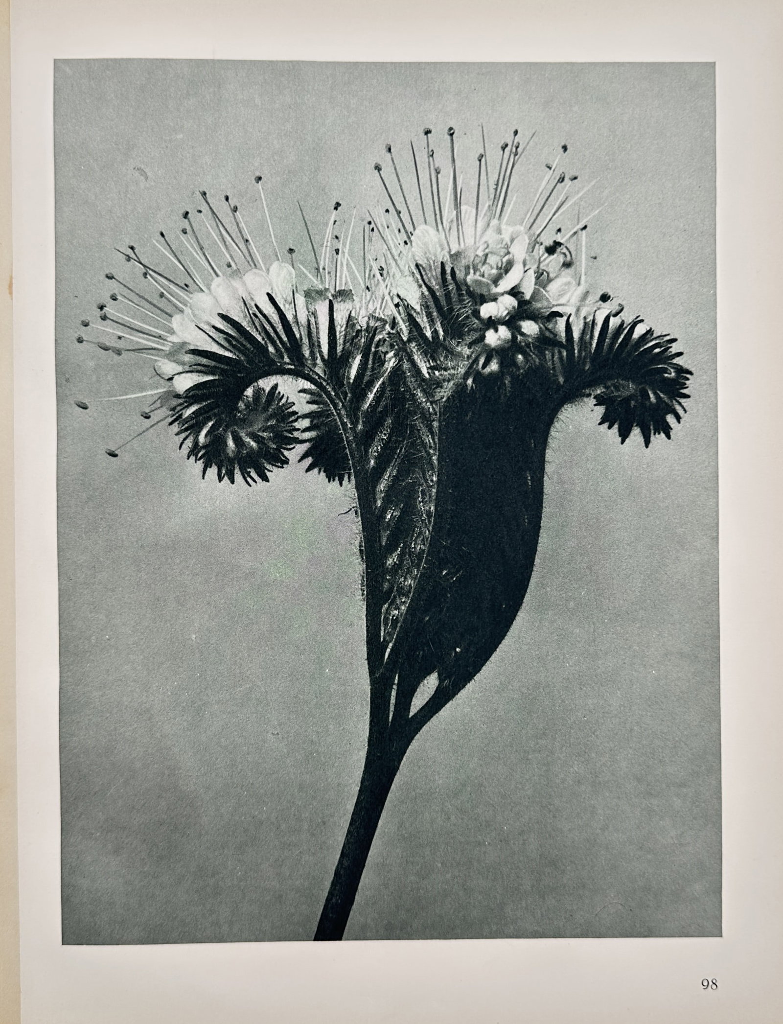Karl Blossfeldt – Phacelia Tanacetifolia – Photogravure (1928) (1 of 2)