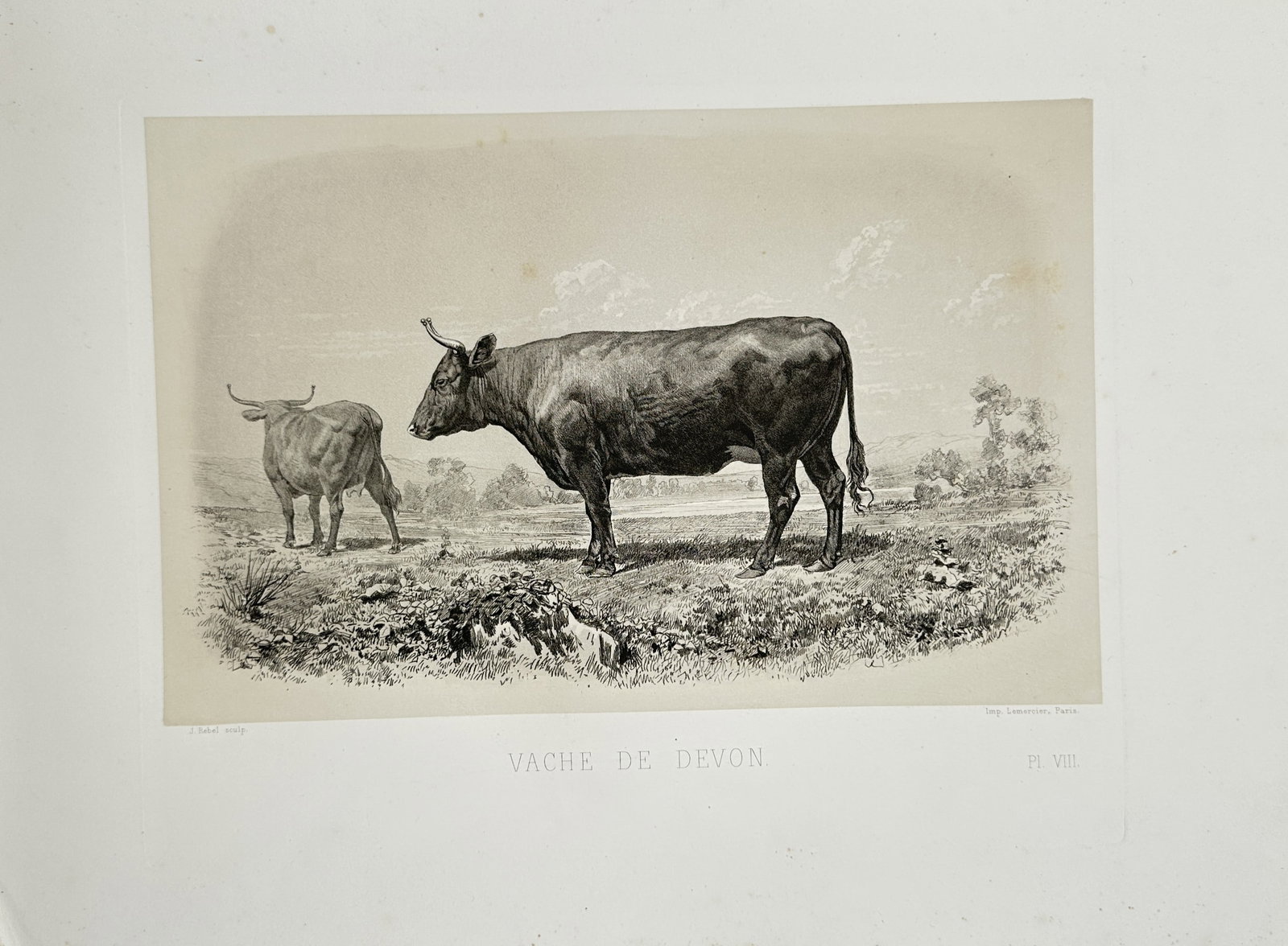 Émile Baudement – Devon Cow – Lithograph (1861) (1 of 2)