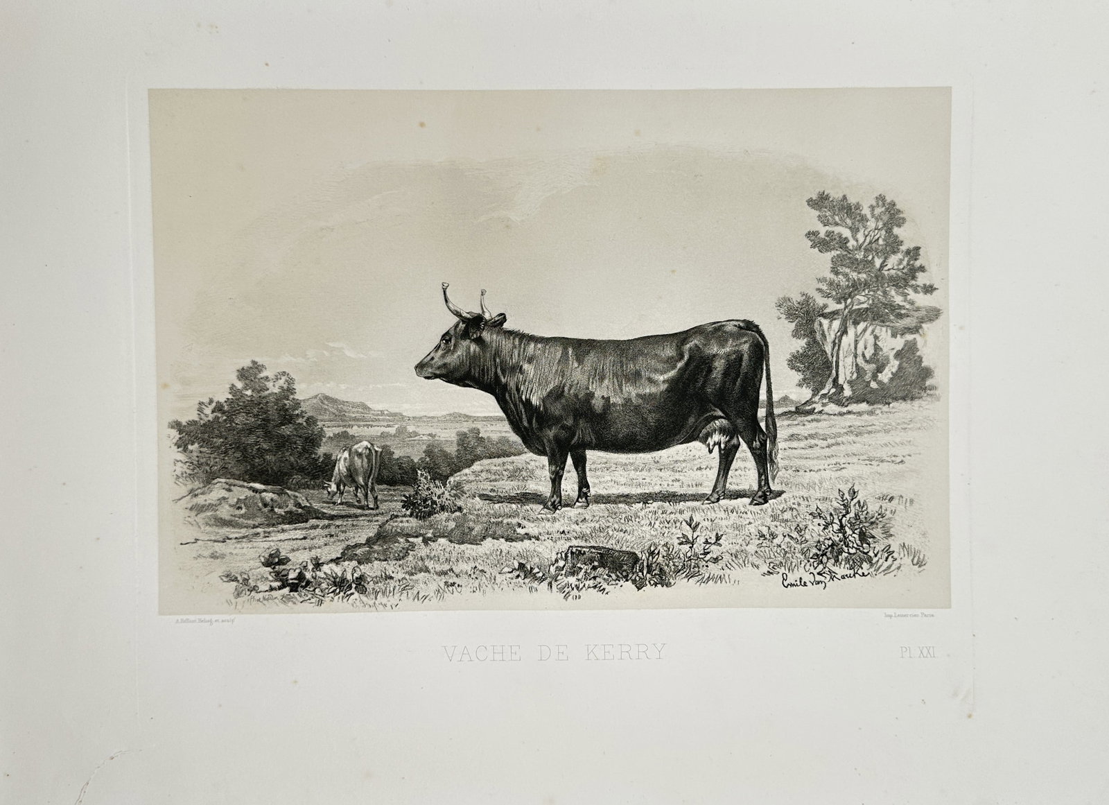 Émile Baudement – Kerry Cow – Lithograph (1861) (1 of 2)