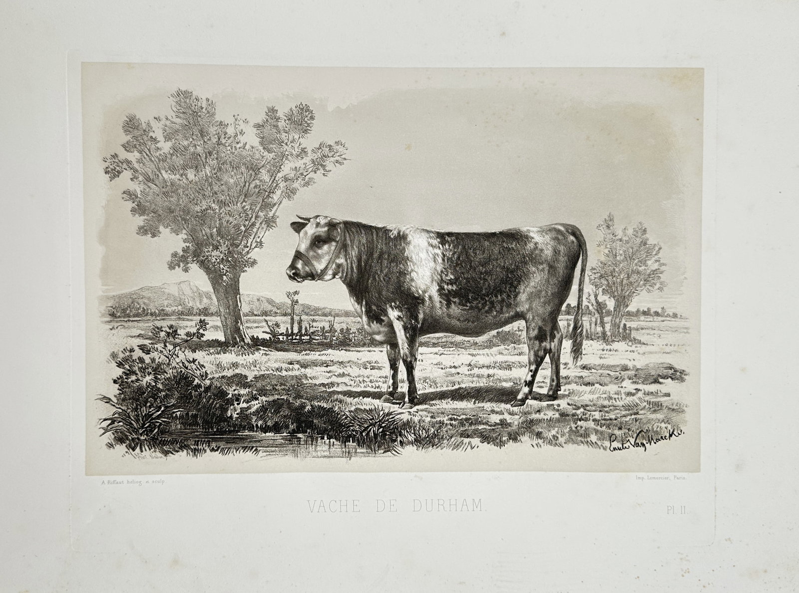 Émile Baudement – Durham Cow – Lithograph (1861): "Durham Cow" depicts a Durham cow standing in a countryside landscape featuring trees and rolling fields. This illustration was created for the comprehensive agricultural study Les Races Bovines, publ