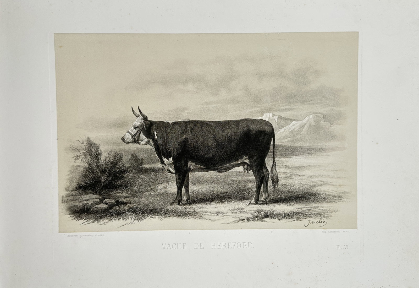 Émile Baudement – Hereford Cow – Lithograph (1861) (1 of 2)