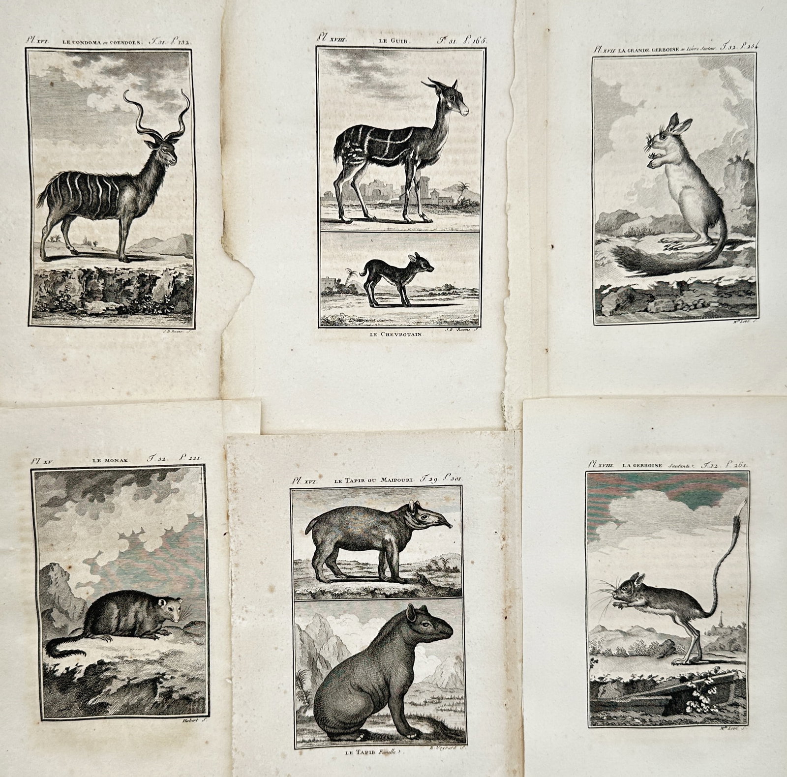 Georges-Louis Leclerc, Comte de Buffon – Set of 6: Mammals and Exotic Quadruped Studies (1 of 2)