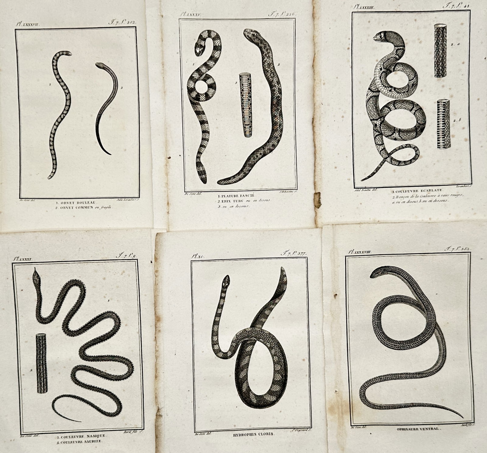 Georges-Louis Leclerc, Comte de Buffon – Set of 6: Studies of Various Snake Species – Engravings (1 of 2)