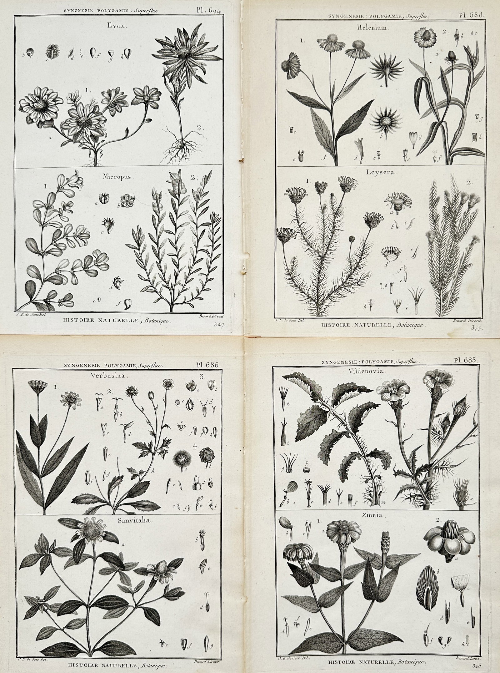 Robert Bénard – Set of 4: Botanical Studies of Flowering Plants – Engravings (c. 1788) (1 of 2)
