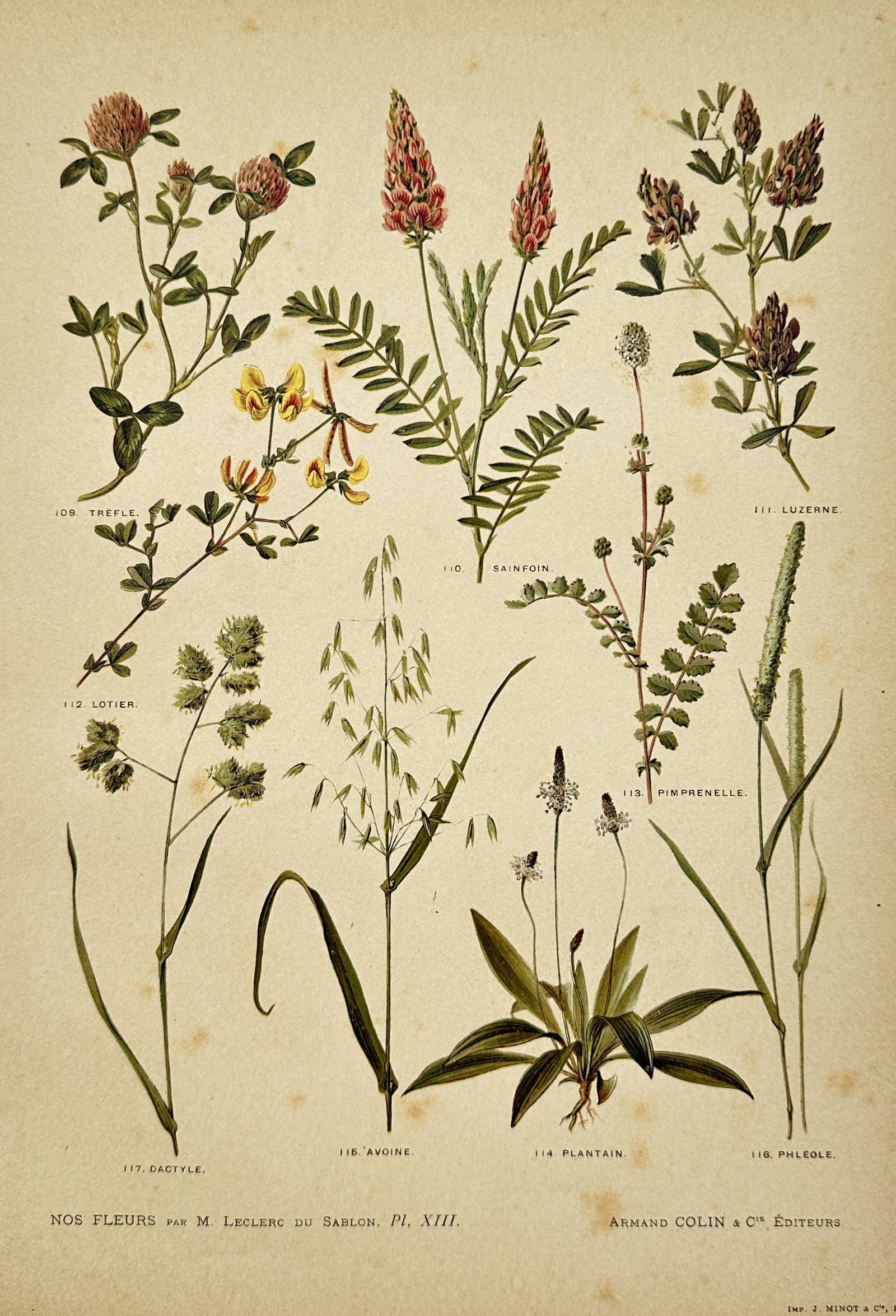 Albert Mathieu Leclerc du Sablon – Forage Plants and Grasses – Lithograph (1895): "Forage Plants and Grasses" presents a botanical study illustrating various agricultural and pasture plants including clover, sainfoin, oats, and plantain arranged against a neutral background. Publis