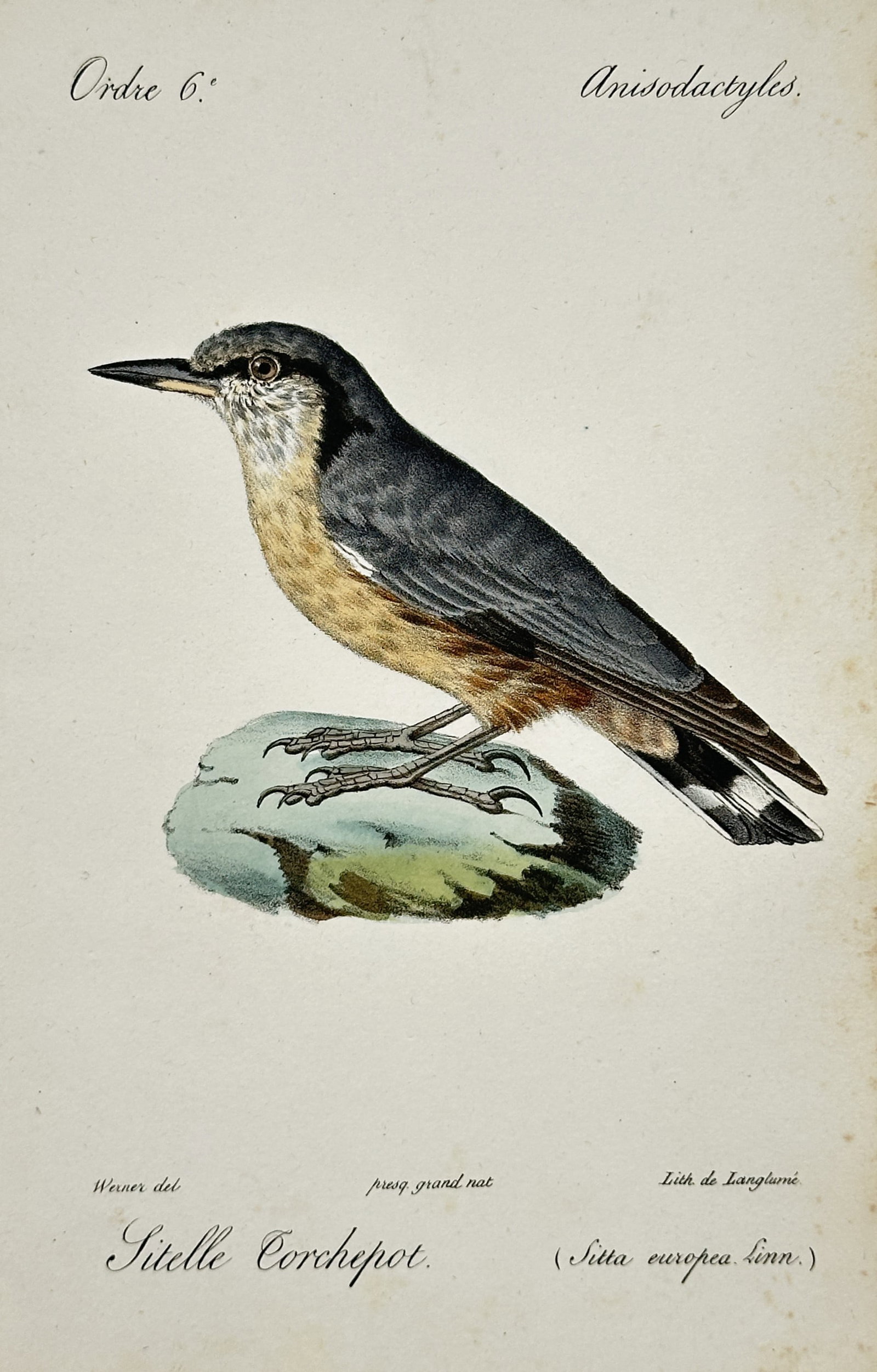 Jean-Charles Werner – Eurasian Nuthatch – Lithograph (19th Century): "Eurasian Nuthatch" presents an ornithological study depicting a Eurasian nuthatch with slate-blue upperparts and buff-reddish underparts perched upon a mossy stone against a plain background. Publish