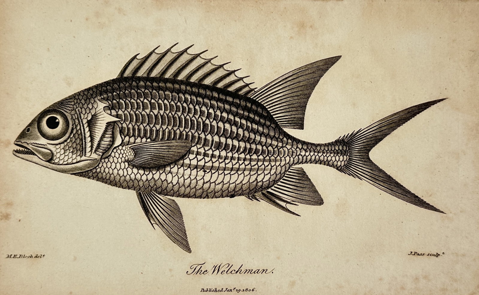 George Shaw – The Welchman – Engraving (19th Century): "The Welchman" presents a natural history study depicting a fish species with detailed scales, spiny dorsal fin, and distinctive tail structure. Published in England during the nineteenth century, the