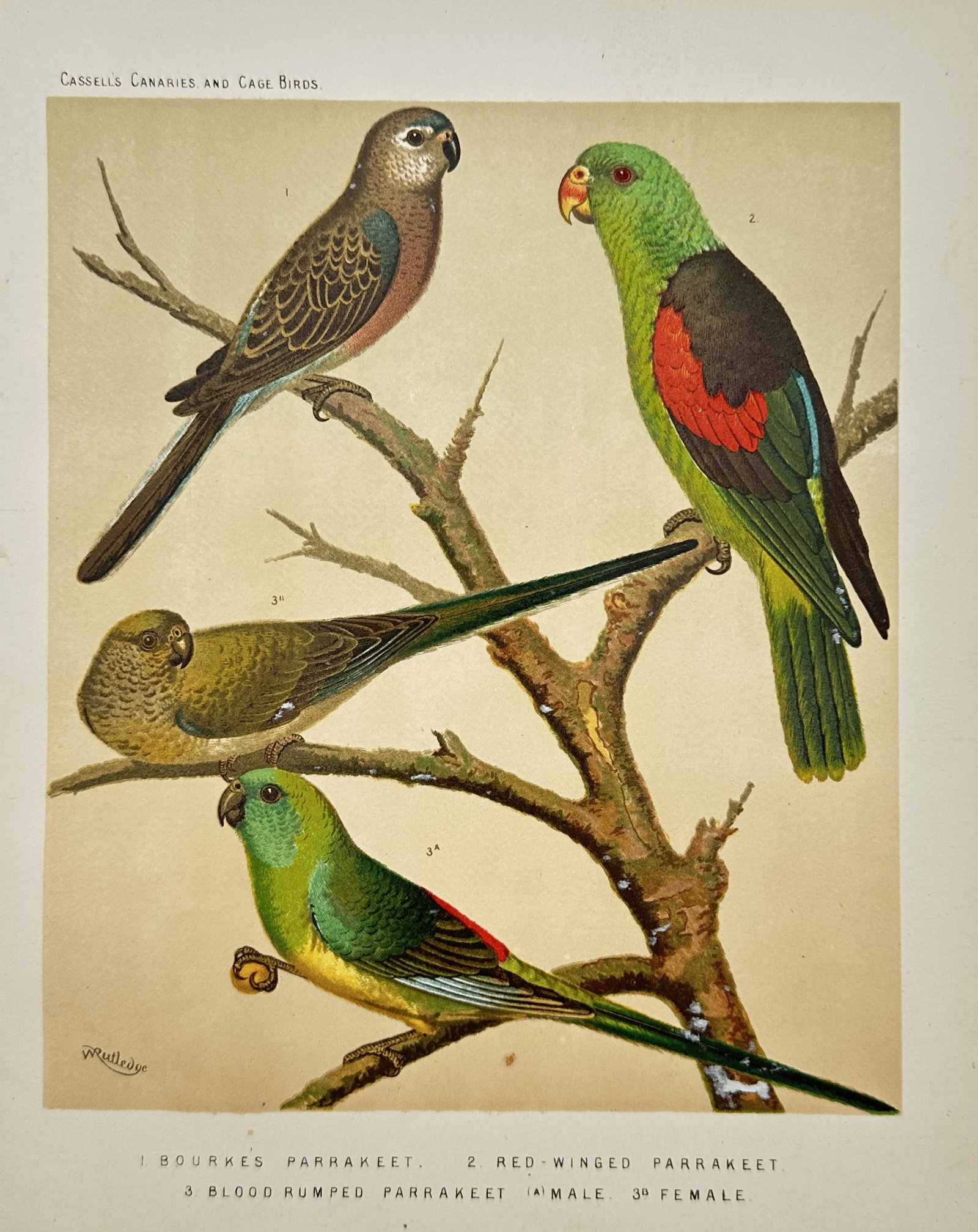 John William Ludlow – Parrakeet Varieties – Lithograph (19th Century): "Bourke's, Red-Winged, and Red-Rumped Parrakeets" presents an ornithological study depicting four parrakeets perched upon tree branches against a plain ground. Published in England during the nineteen