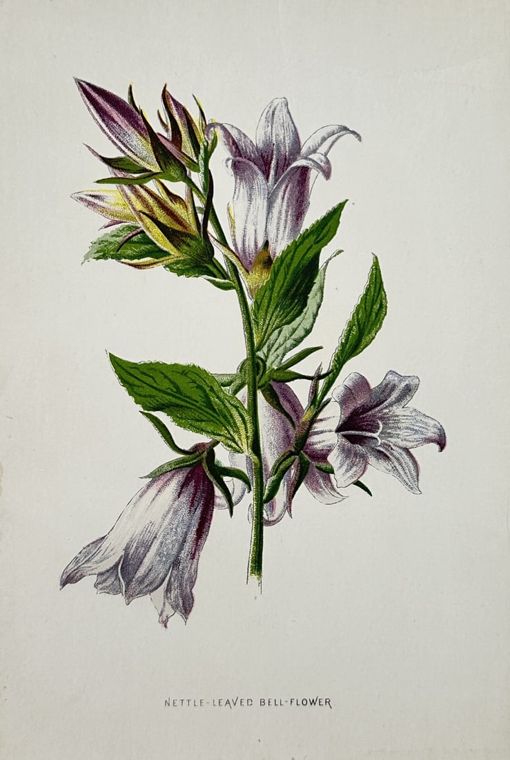 Frederick Edward Hulme – Nettle-Leaved Bell-Flower – Lithograph (19th Century): "Nettle-Leaved Bell-Flower" presents a botanical study depicting purple bell-shaped blossoms, buds, and green foliage of the nettle-leaved bellflower plant. Published in England during the nineteenth 