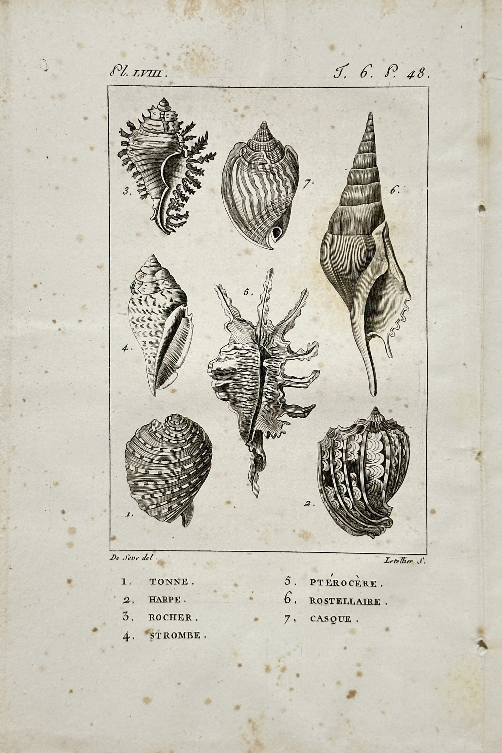 Georges-Louis Leclerc de Buffon – Seashell Study – Engraving (18th Century) (1 of 2)