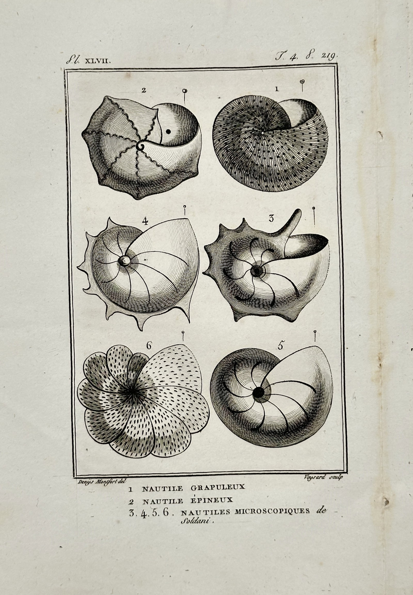 Georges-Louis Leclerc de Buffon – Nautilus Shell Study – Engraving (18th Century): "Nautilus Shell Study" presents a natural history study depicting six distinct spiral nautilus shells and microscopic shell specimens. Published in France during the eighteenth century, the print docu
