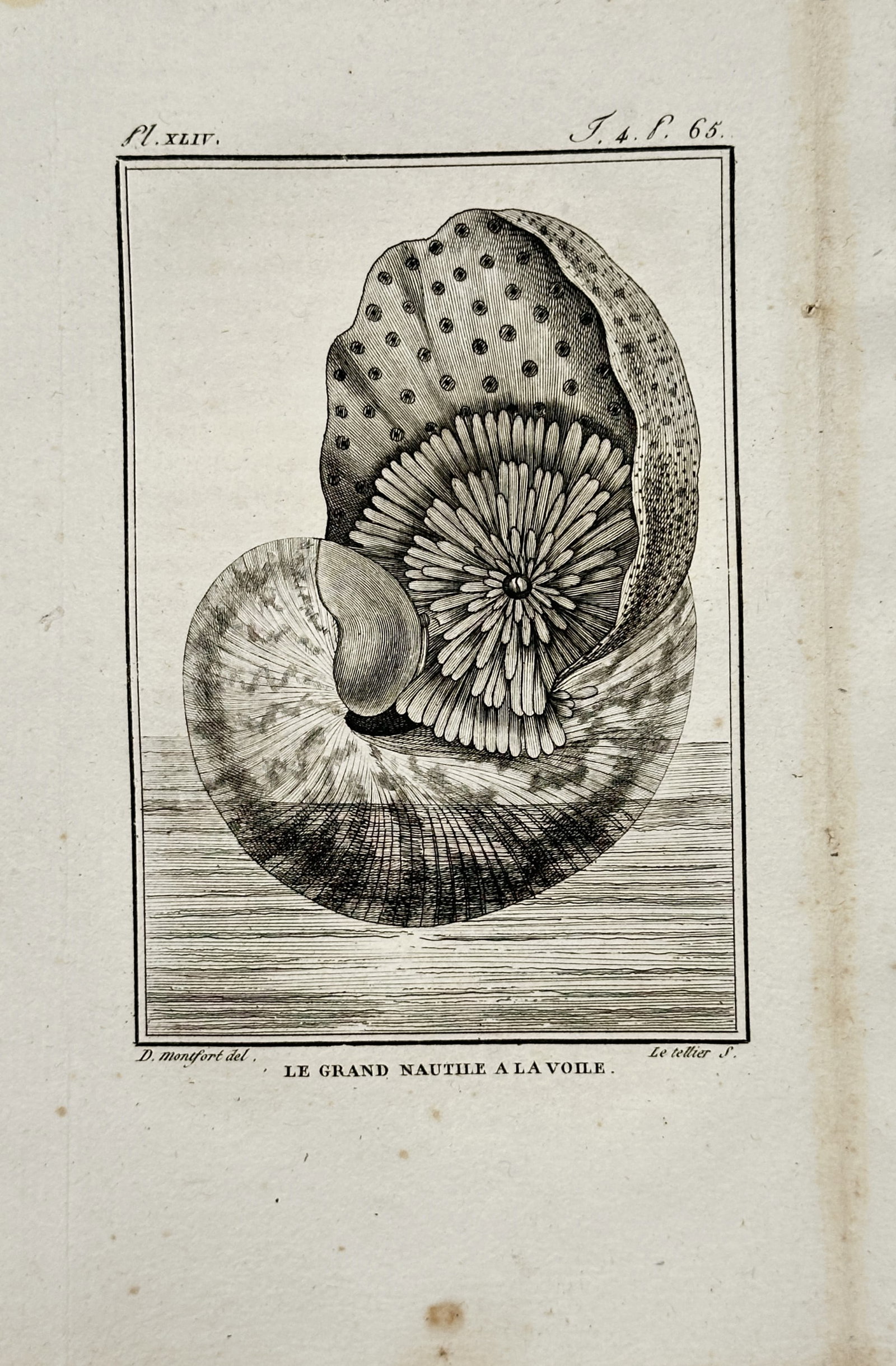 Georges-Louis Leclerc de Buffon – Great Paper Nautilus Shell Study – Engraving (18th Century): "Great Paper Nautilus Shell Study" presents a natural history study depicting a paper nautilus or argonaut floating upon water with its spotted webbed tentacles extended. Published in France during th