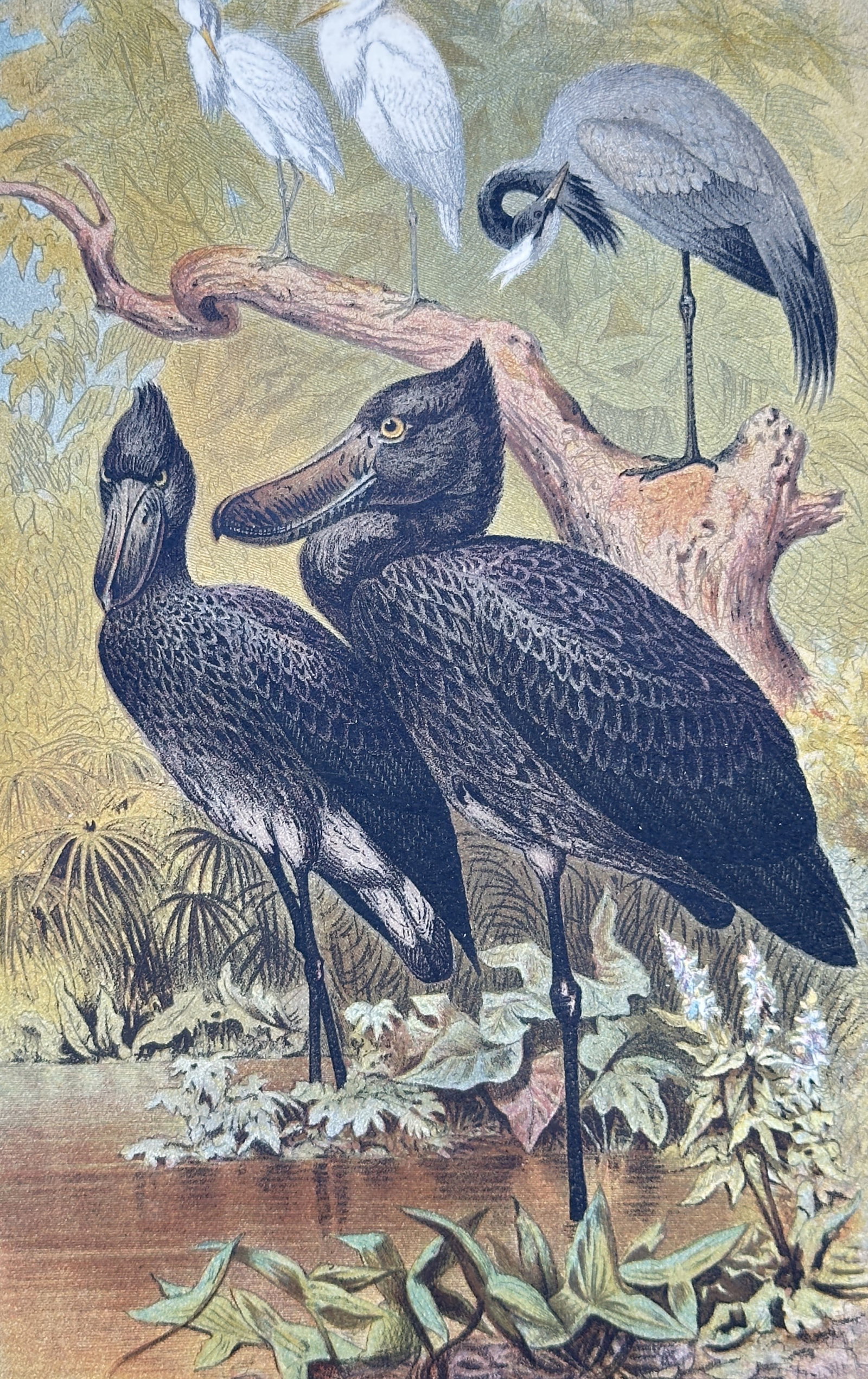 Alfred Edmund Brehm – Shoebill Stork Study – Chromolithograph (19th Century): "Shoebill Stork Study" presents a natural history study depicting shoebill storks standing near water with herons and cranes perched along a tree branch in a lush marsh environment. Published in Germa