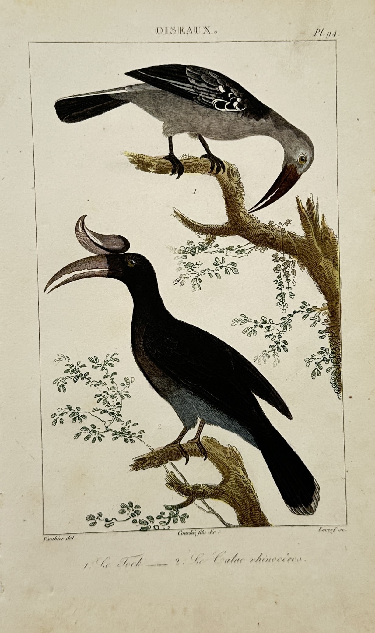 Georges-Louis Leclerc, Comte de Buffon – Hornbill and Rhinoceros Hornbill Ornithological Study (1 of 2)