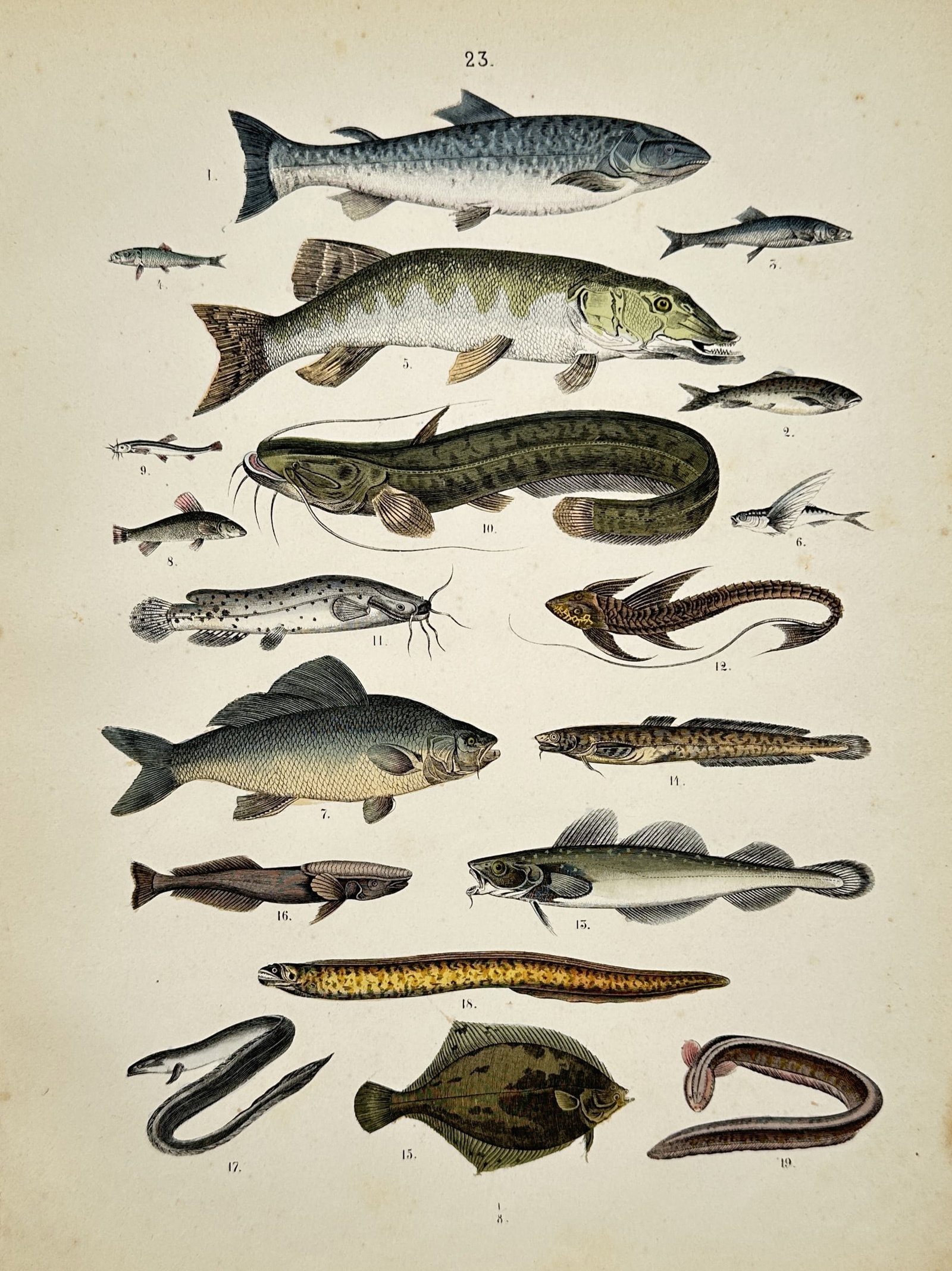 Traugott Bromme – Ichthyological Fish Study – Engraving (19th Century) (1 of 2)