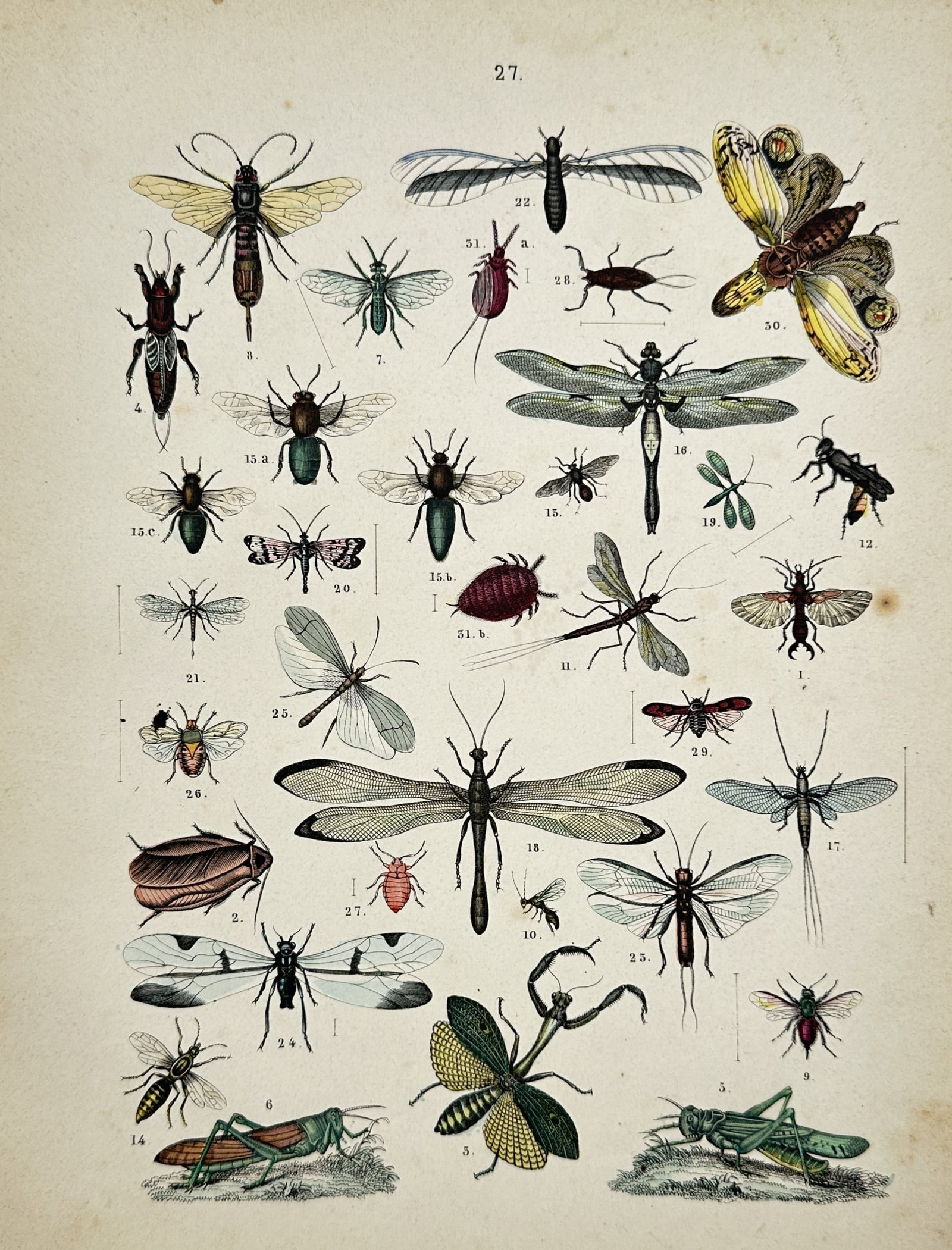 Traugott Bromme – Entomological Insect Study – Engraving (19th Century): "Entomological Insect Study" presents an entomological natural history study depicting multiple insect species including dragonflies, beetles, grasshoppers, and mantises arranged across the page. Publ
