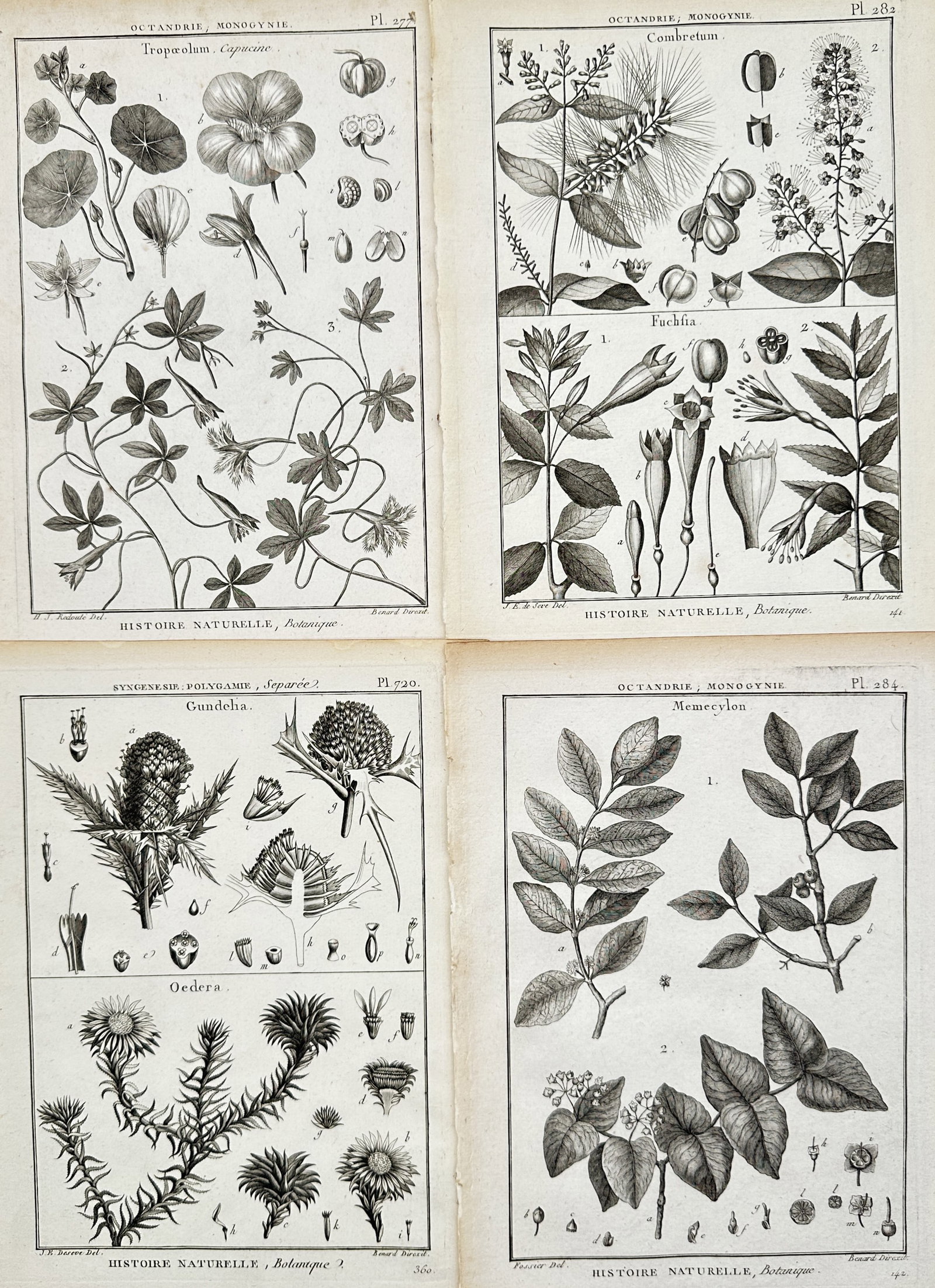 Robert Benard – Set of 4: Botanical Flora Studies from Natural History – Engravings (18th: "Set of 4: Botanical Flora Studies from Natural History" presents four comprehensive botanical plates depicting diverse flowering and herbaceous plant species rendered in scientific illustration forma