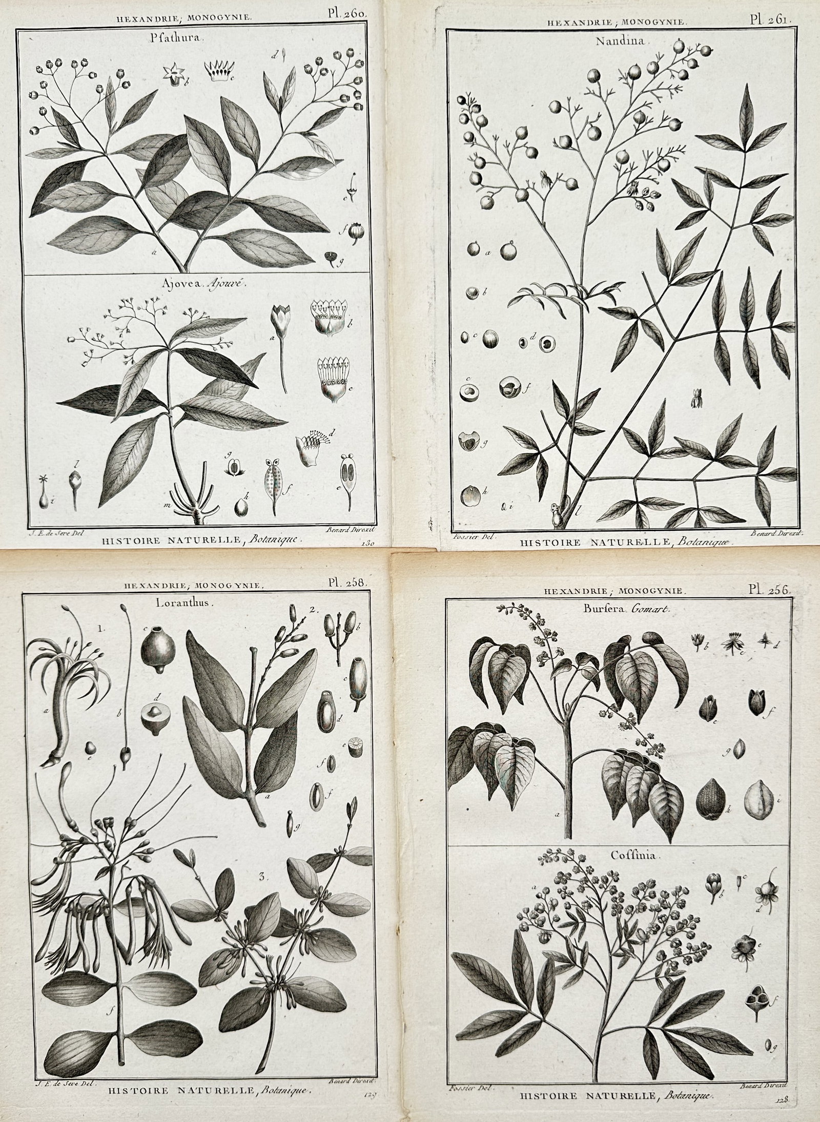 Robert Benard – Set of 4: Botanical Species Documenting Global Flora – Engravings (18th Century) (1 of 2)